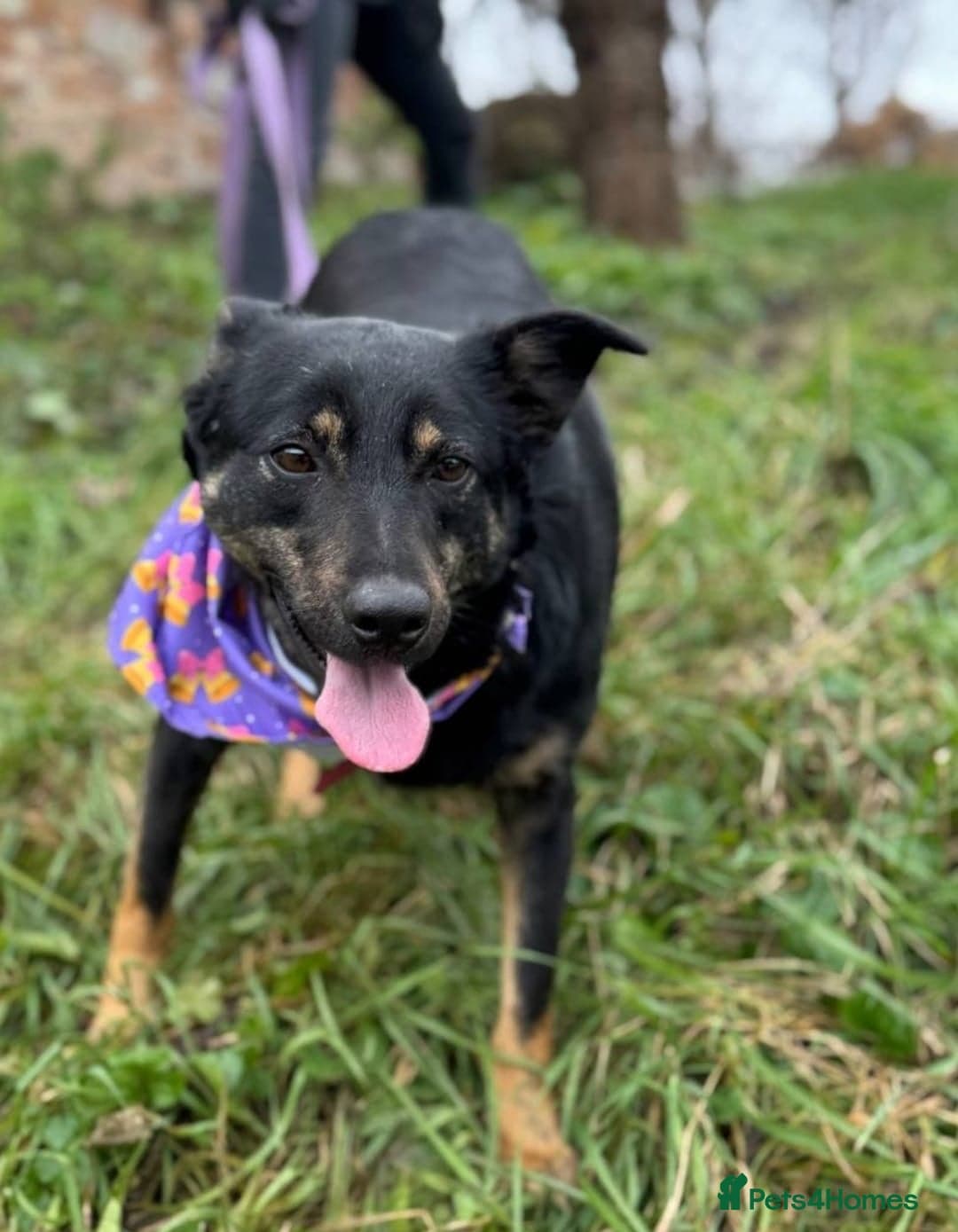 οΈπΆ rosie photo 9