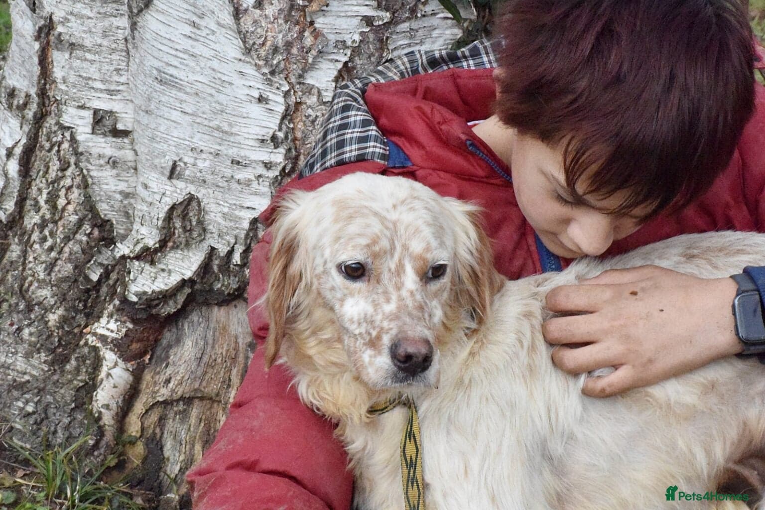 Tao — English Setter