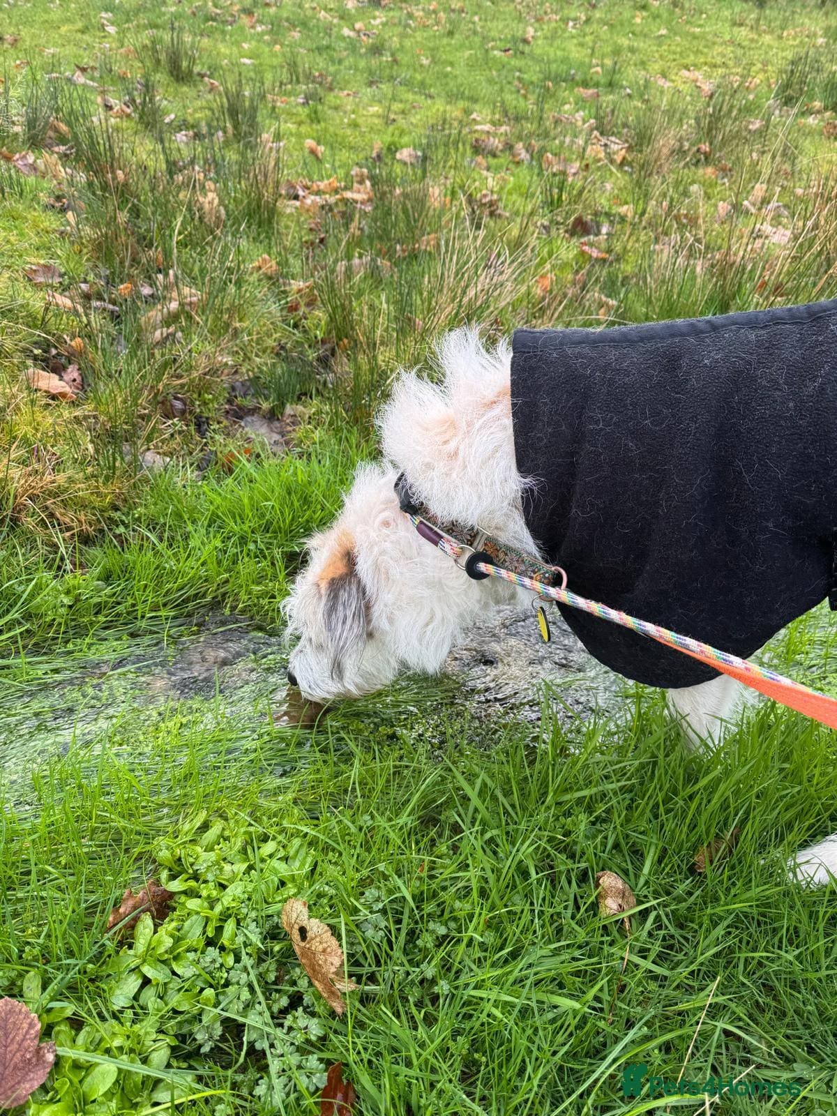 KALLIE- 18 months, loves dogs/playful/active/rural photo 29