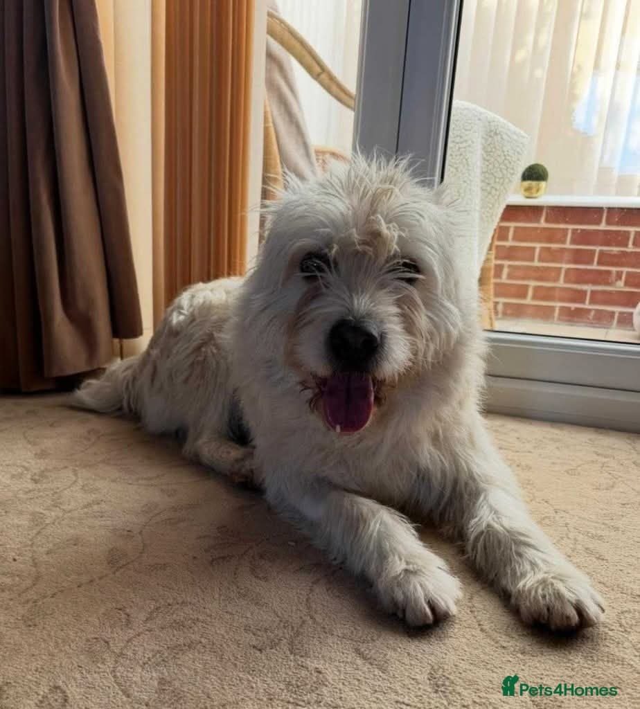 Meet Snow, currently residing in Derbyshire photo 6