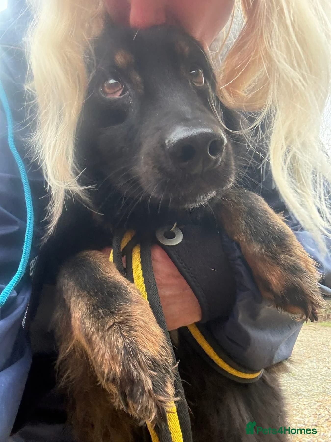 Newton - Norwich Norfolk photo 2