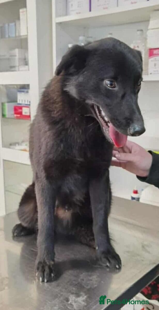 Guinness — Mixed Breed