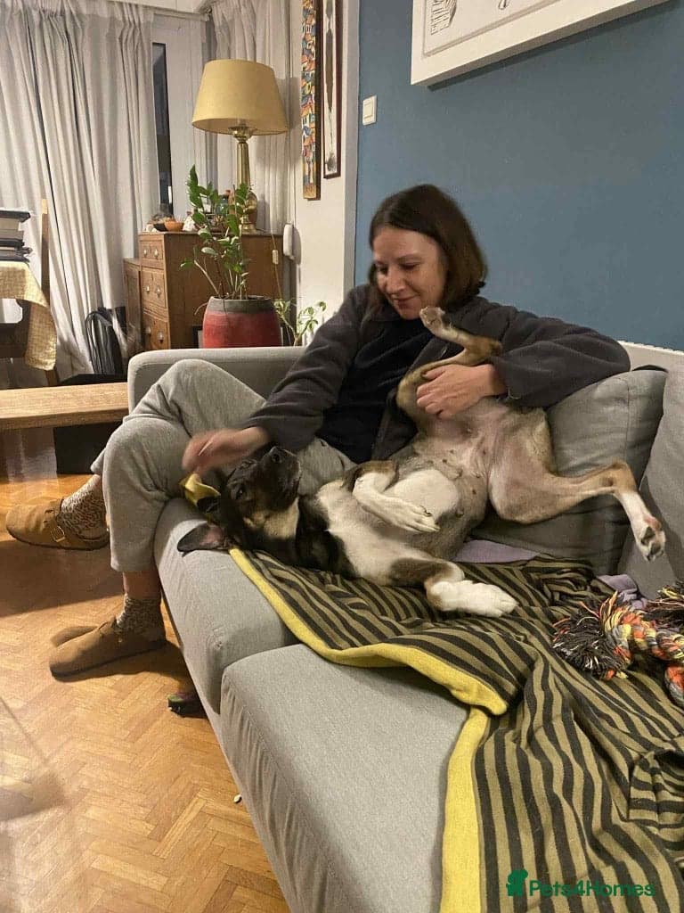 Anthi - in UK Foster (Colchester) photo 3