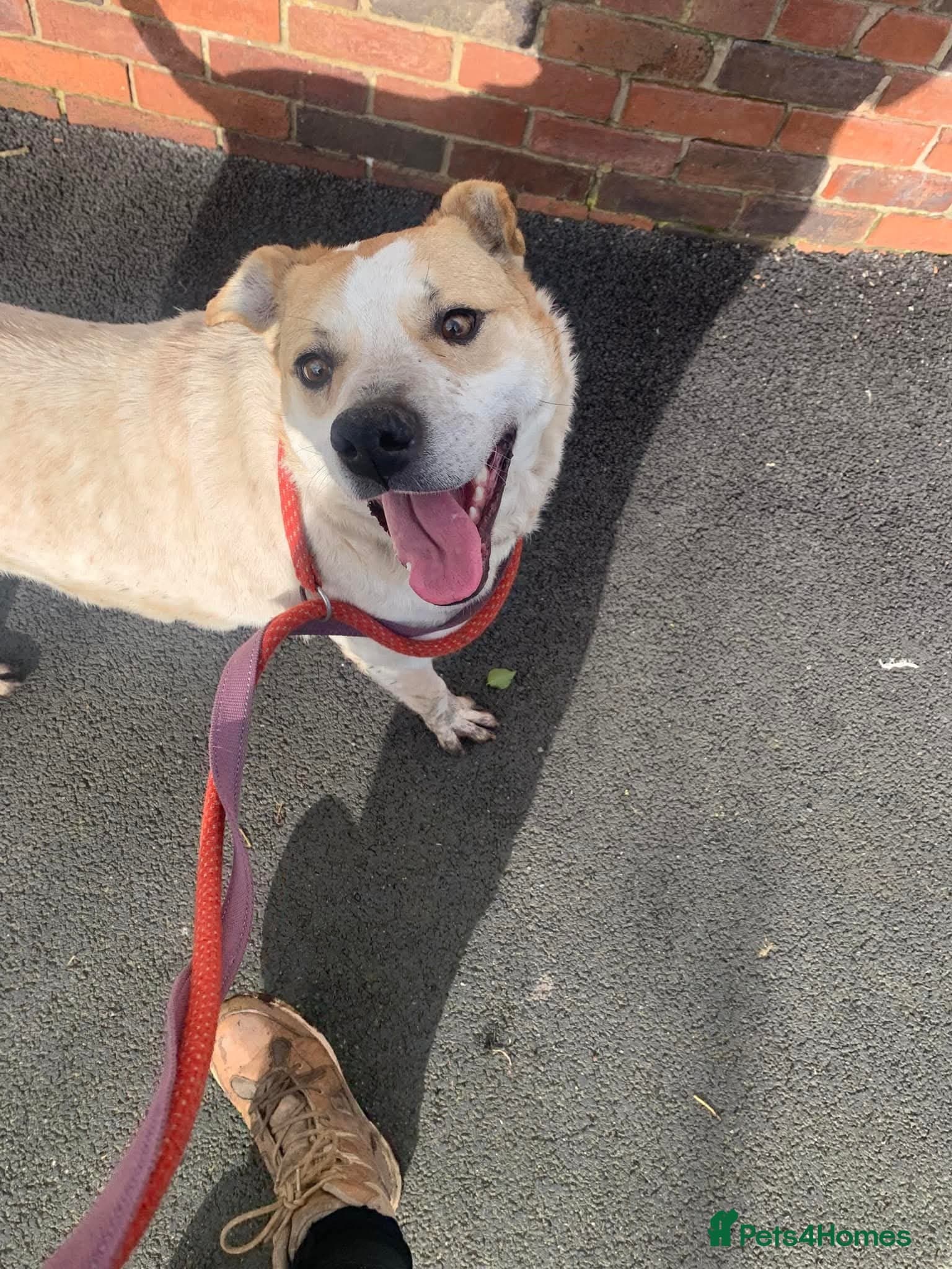 Meet Barry,currently residing in Cheshire photo 9