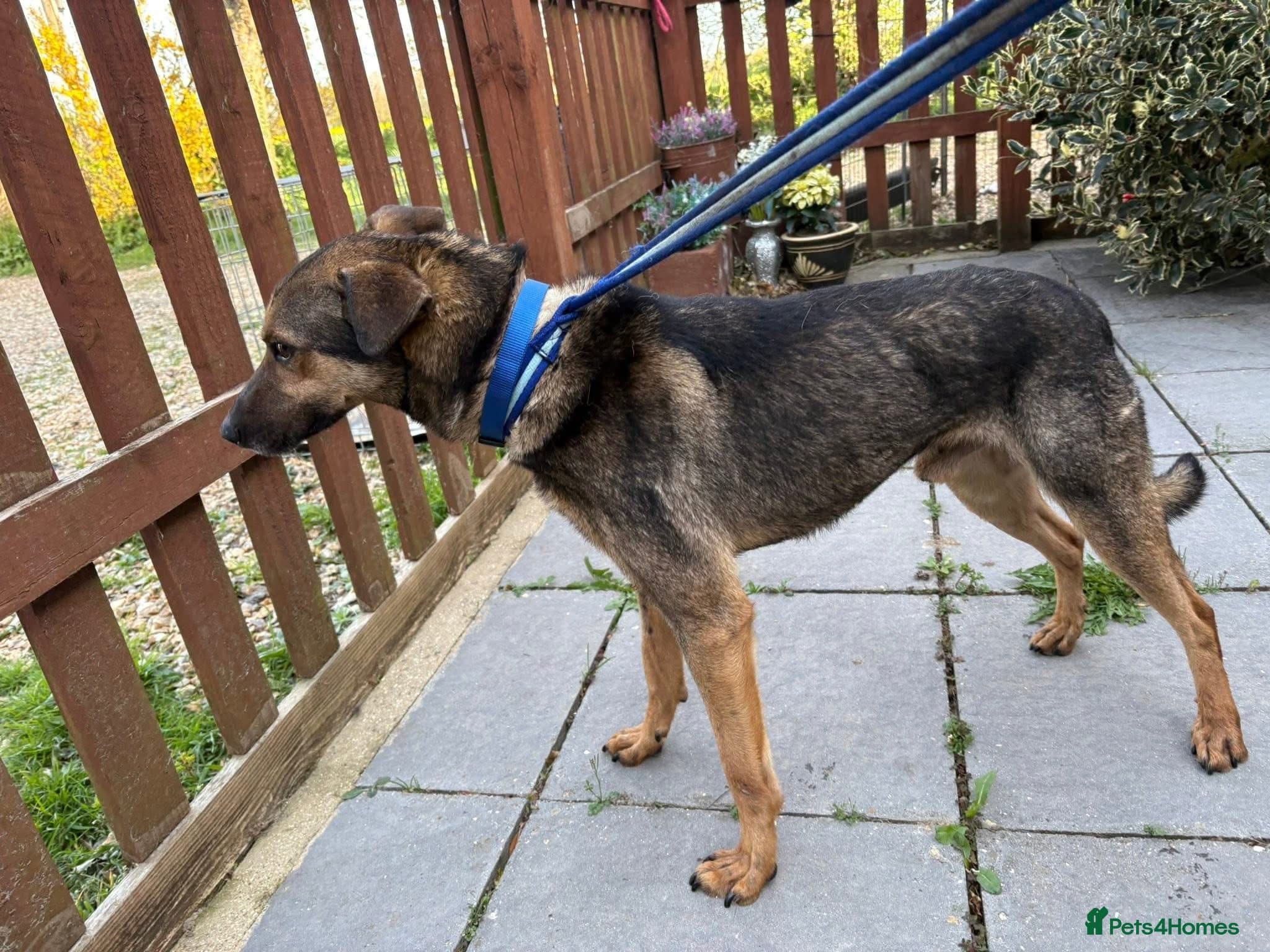 Jenkins - Norwich Norfolk photo 6