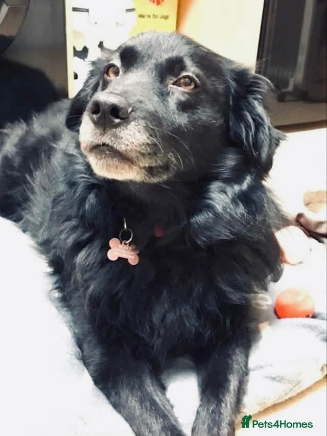 Meet Hera, currently residing in Middlesex photo 8