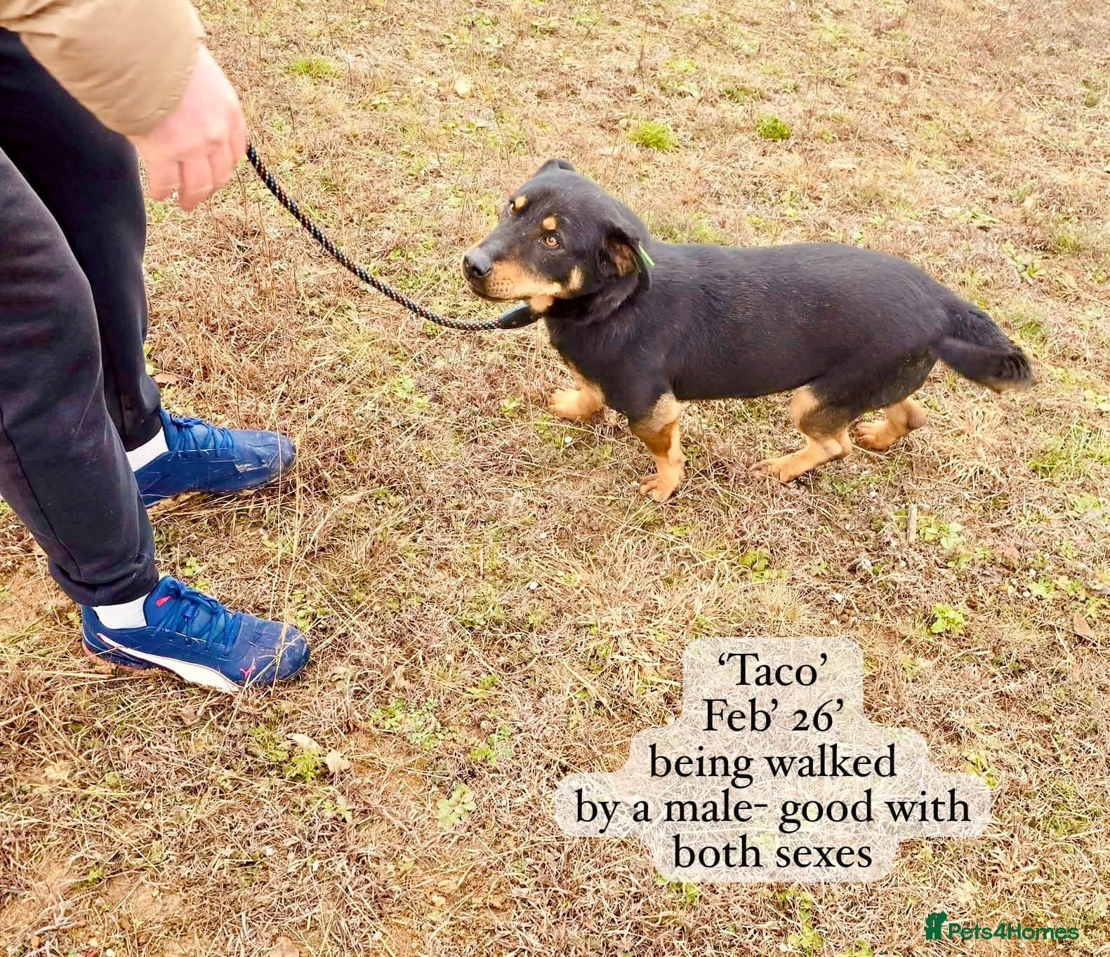 Taco, 10-12 months old. — Mixed Breed