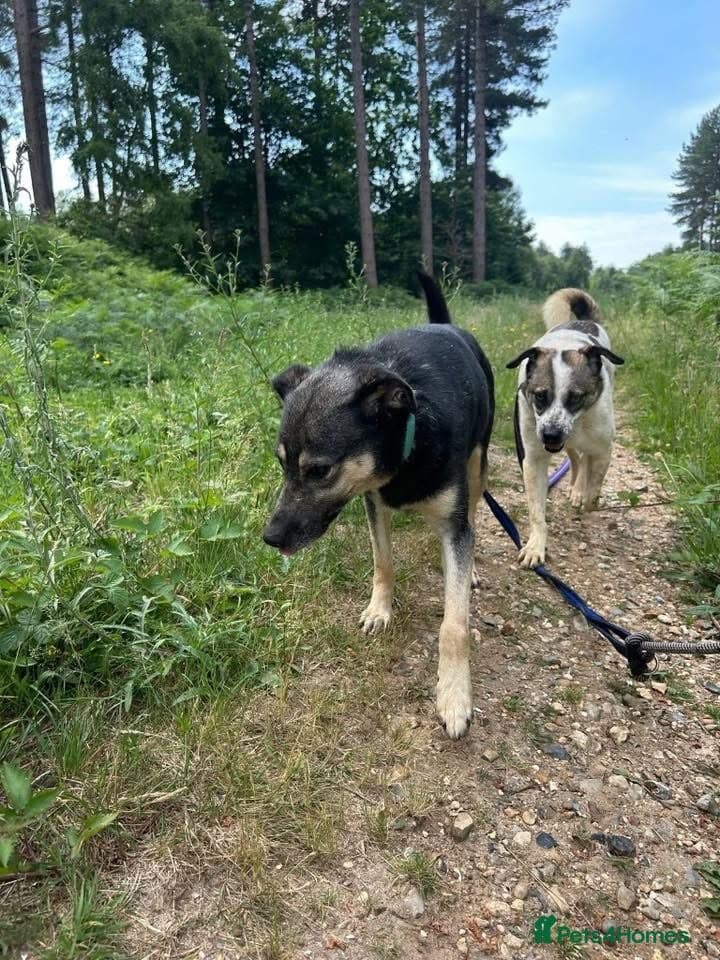 Joey - Norwich Norfolk photo 9