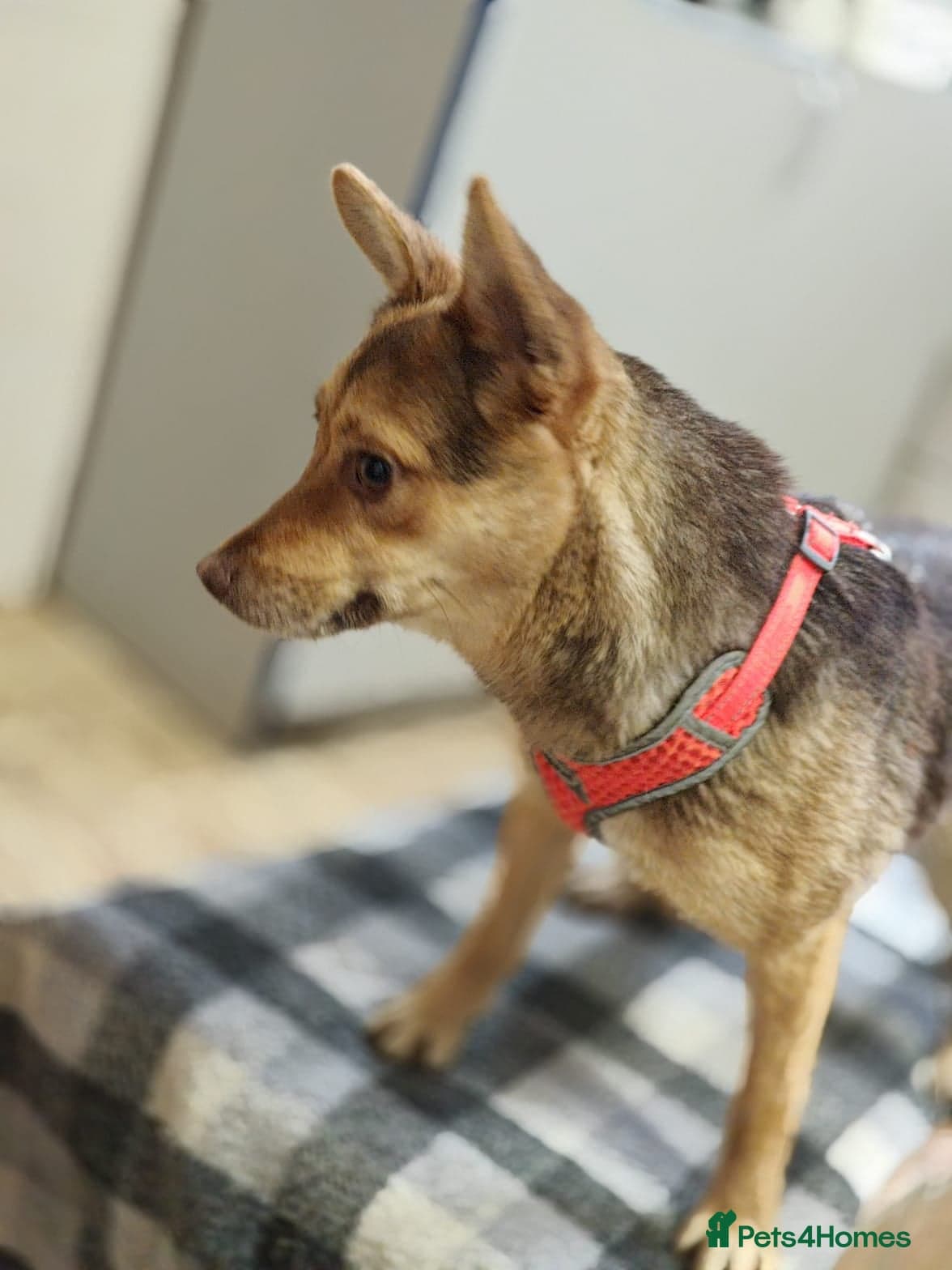 ๏ธ๐ถ rudya photo 18