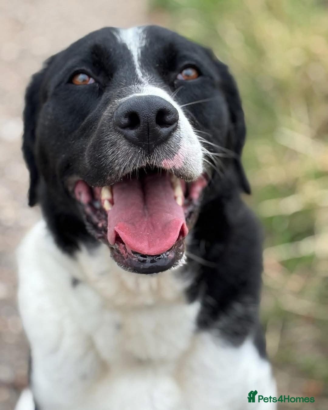 Caleb - our gentle giant๐ photo 2