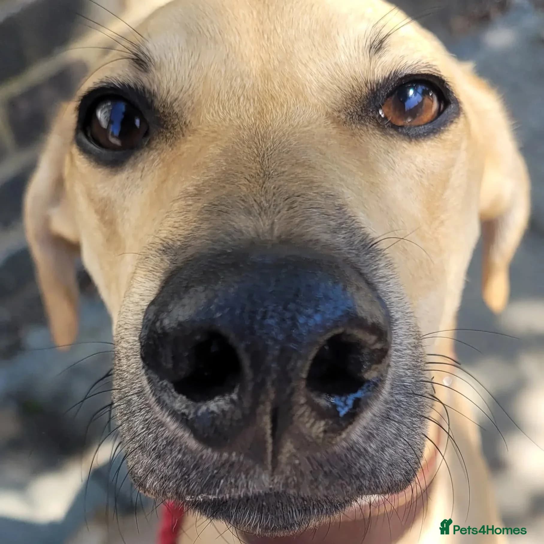 Prince (sighthound mix) photo 7