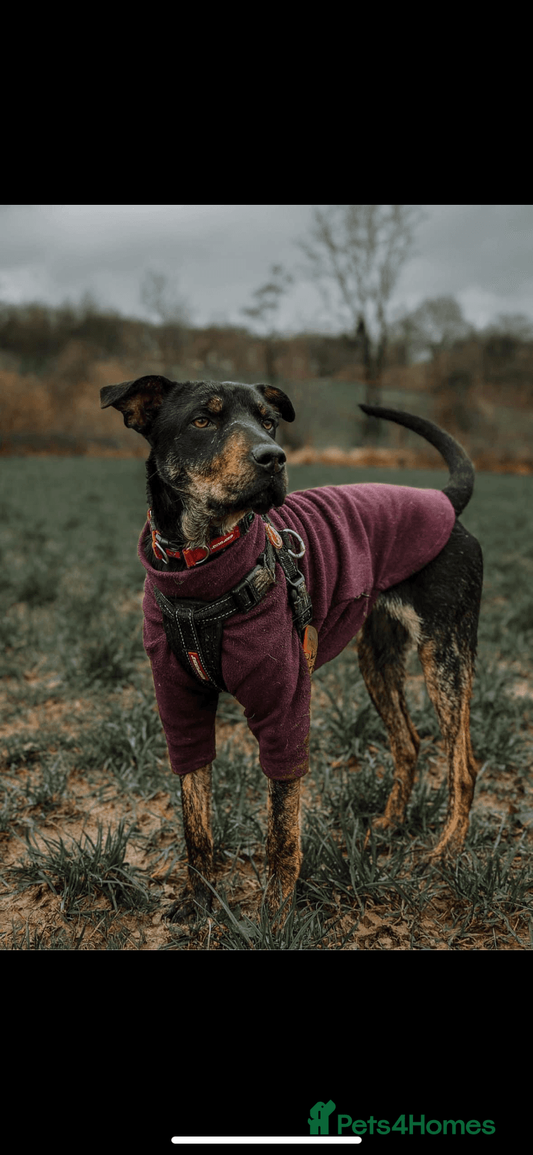 Madonna 18 month old female photo 4