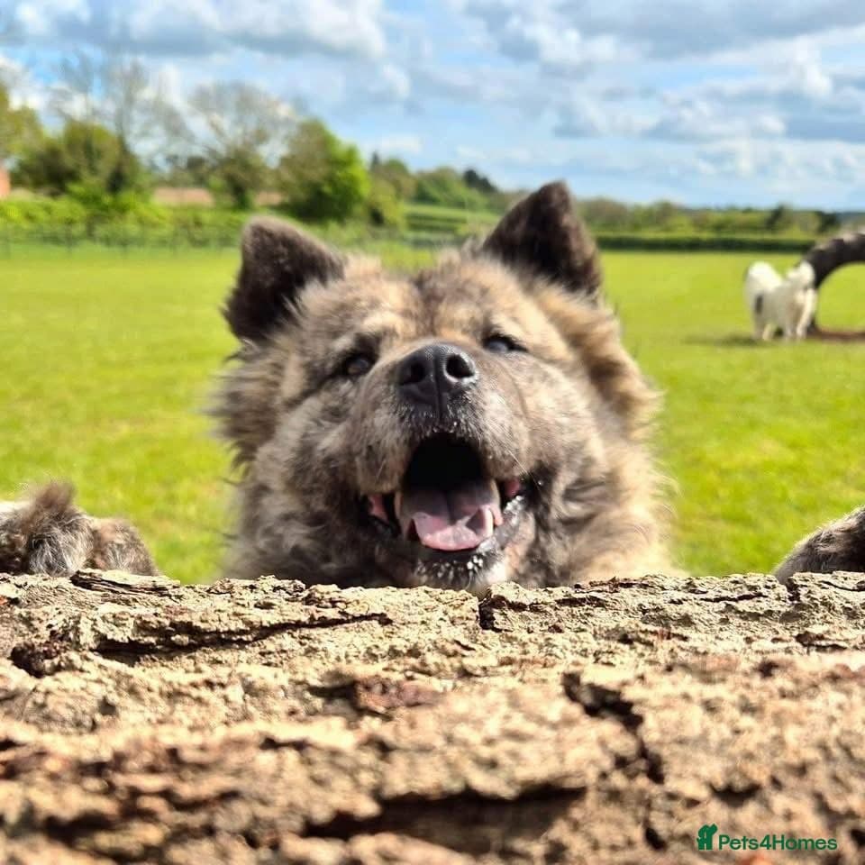 Luna Chow π photo 12