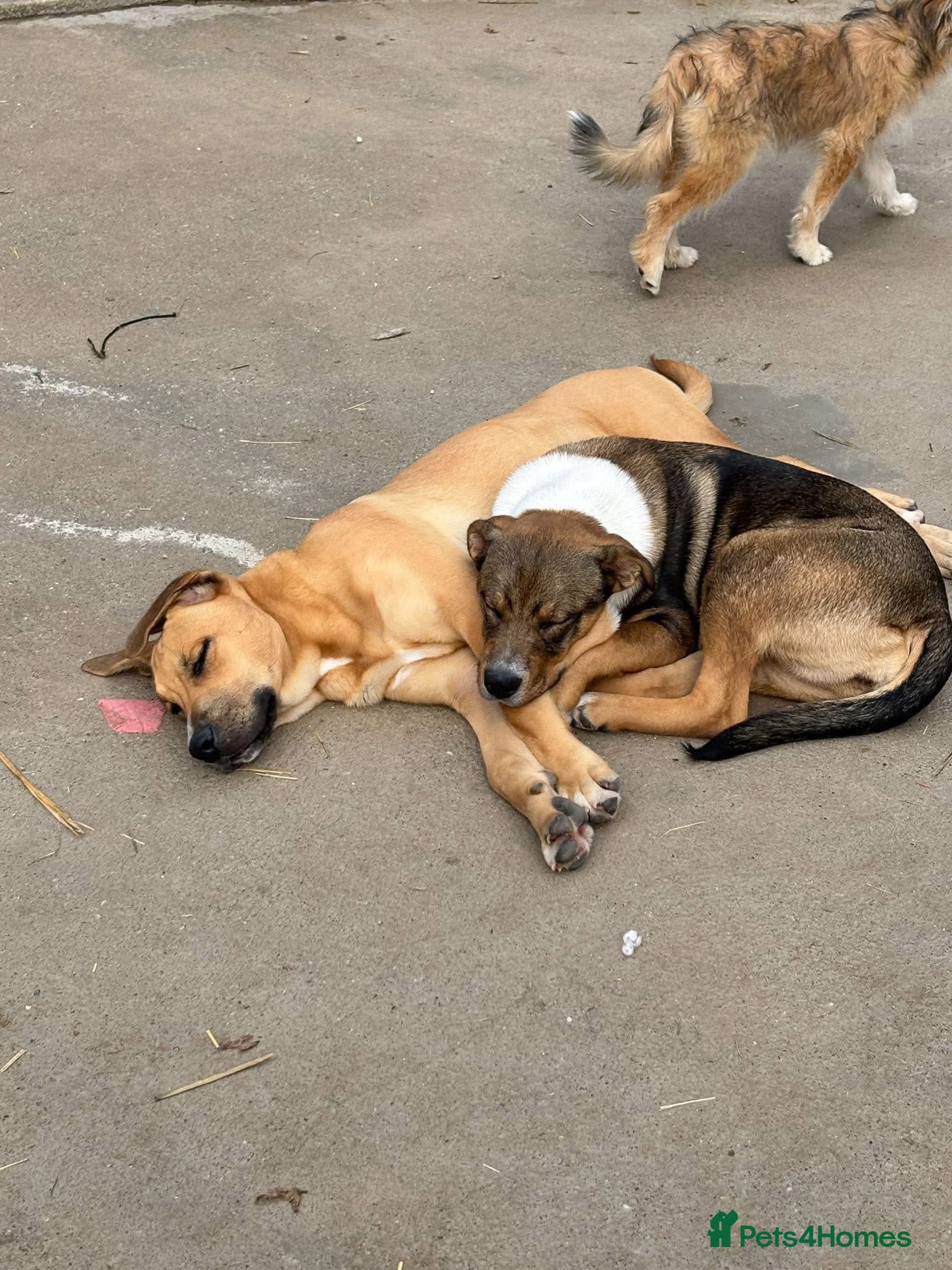 Solstice β Mixed Breed