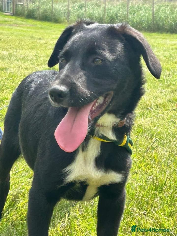 Barney - Norwich norfolk photo 29