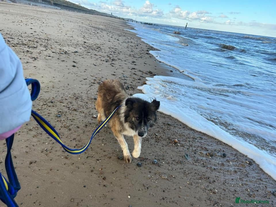 Hilda - Norwich Norfolk photo 29