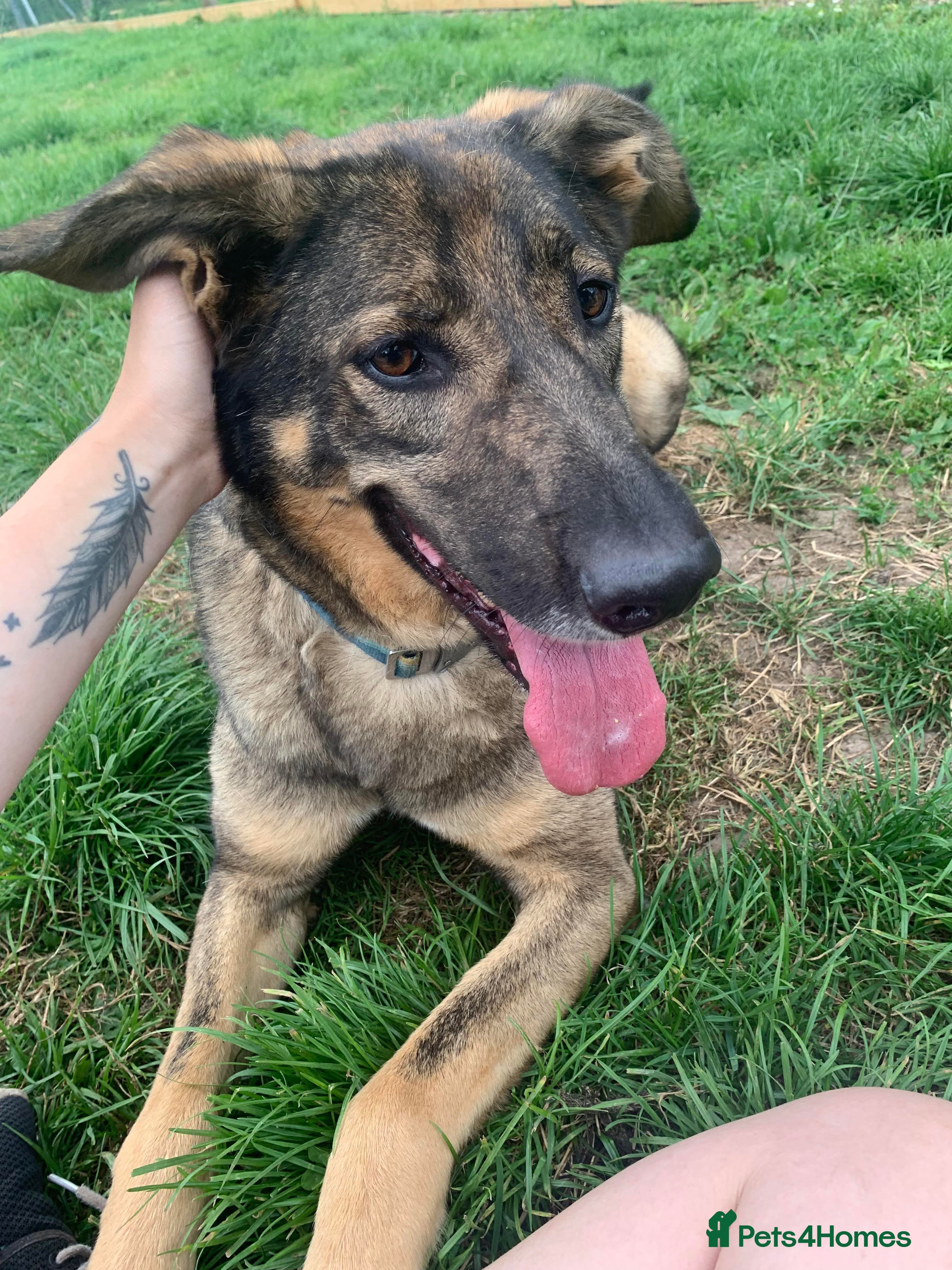 Meet Ozzy, currently residing in Cheshire photo 8