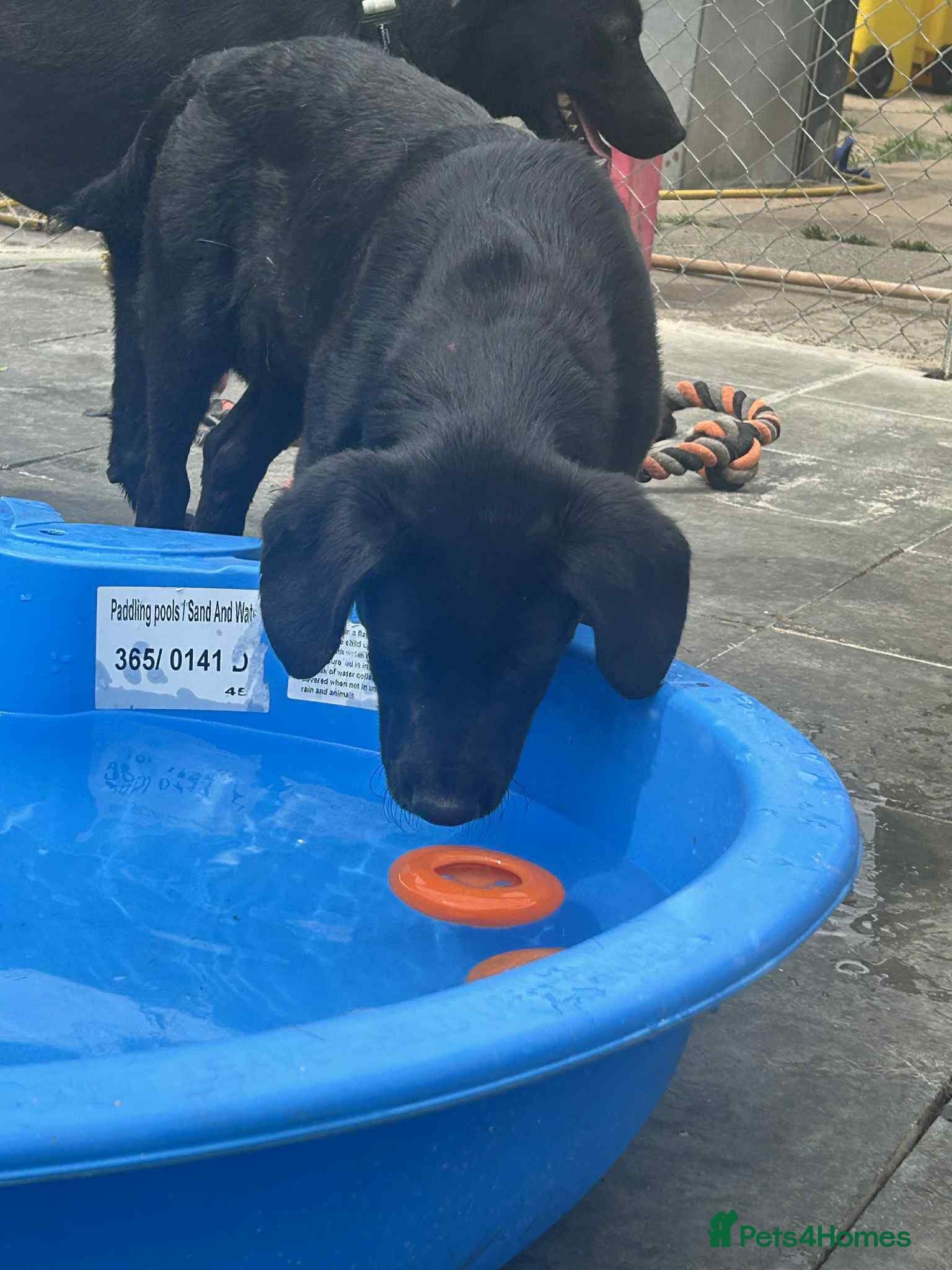 Barney - Norwich norfolk photo 16