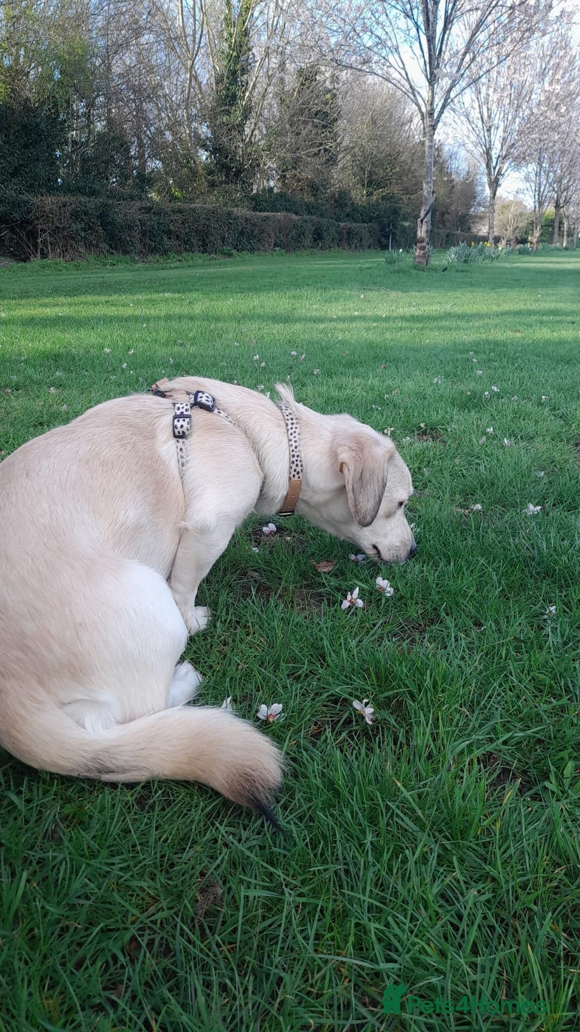 Roxanne - reserved photo 7