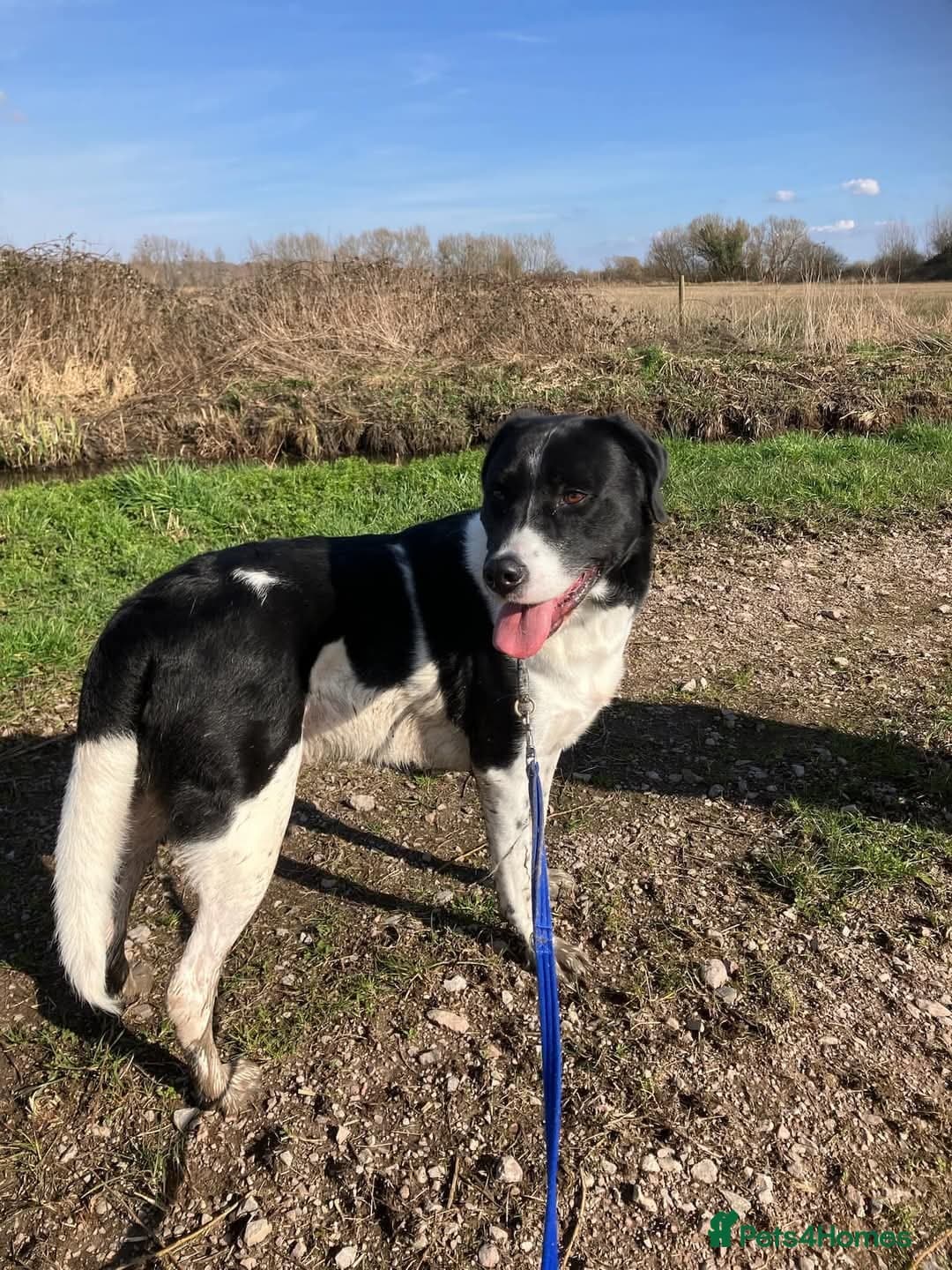 Caleb - our gentle giant๐ photo 6