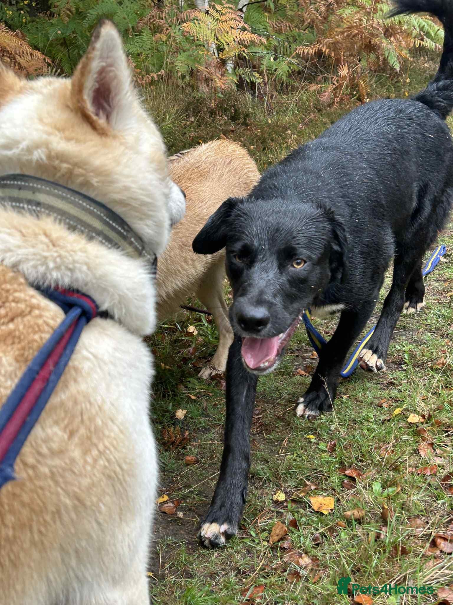 Barney - Norwich norfolk — Mixed Breed