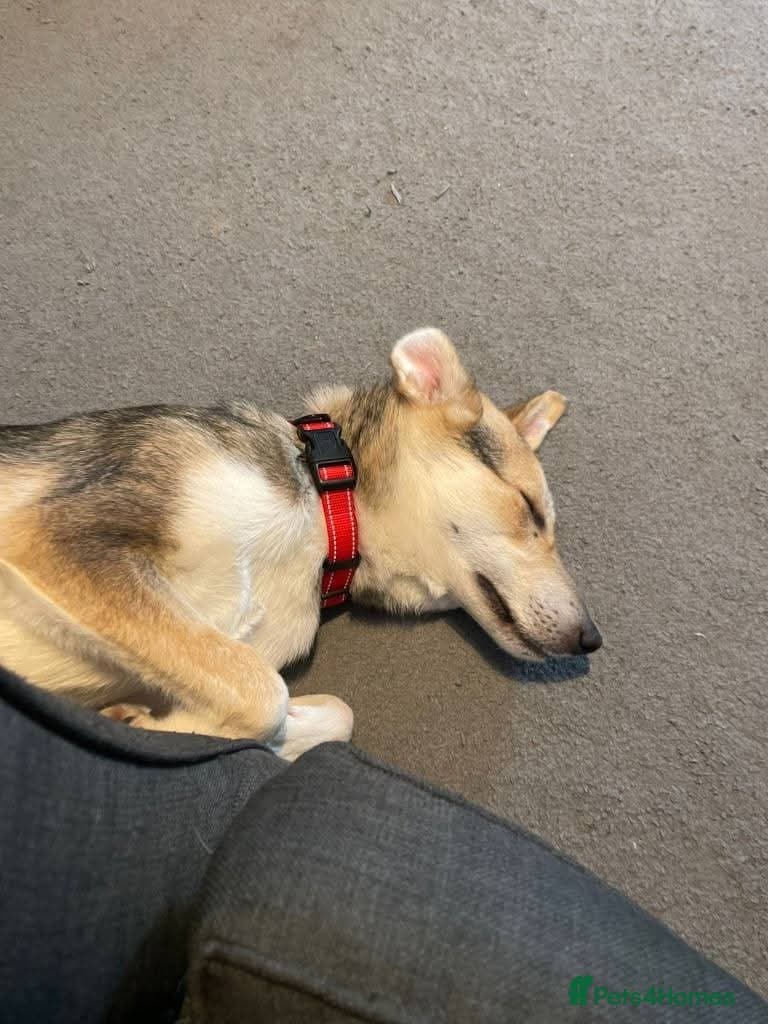 Meet Mary,currently residing in Canterbury — Mixed Breed