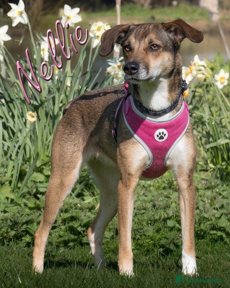 Little Nellie photo 9