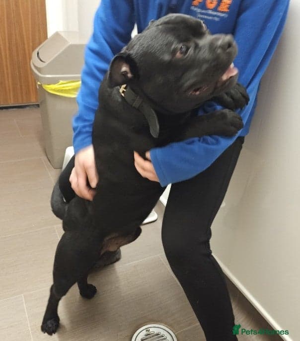 ROLO 1yr old Staffie — Staffordshire Bull Terrier