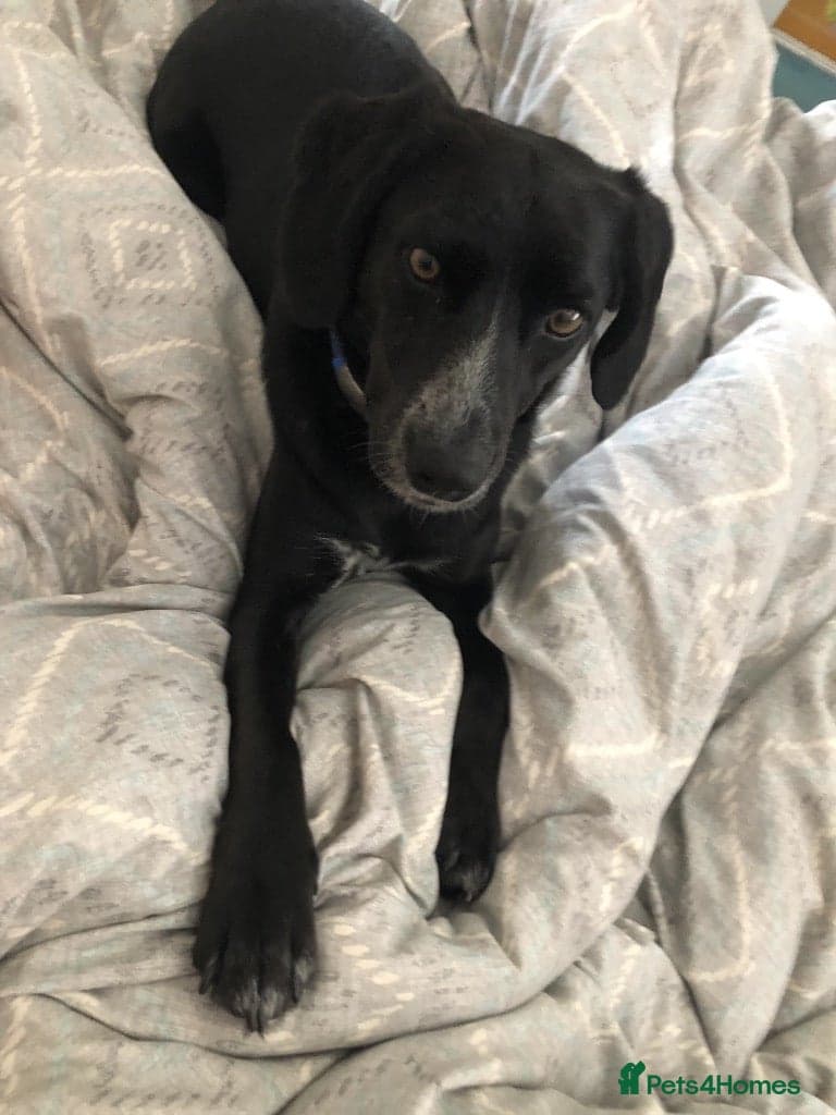 Meet Hugo, currently residing in Devon — Mixed Breed