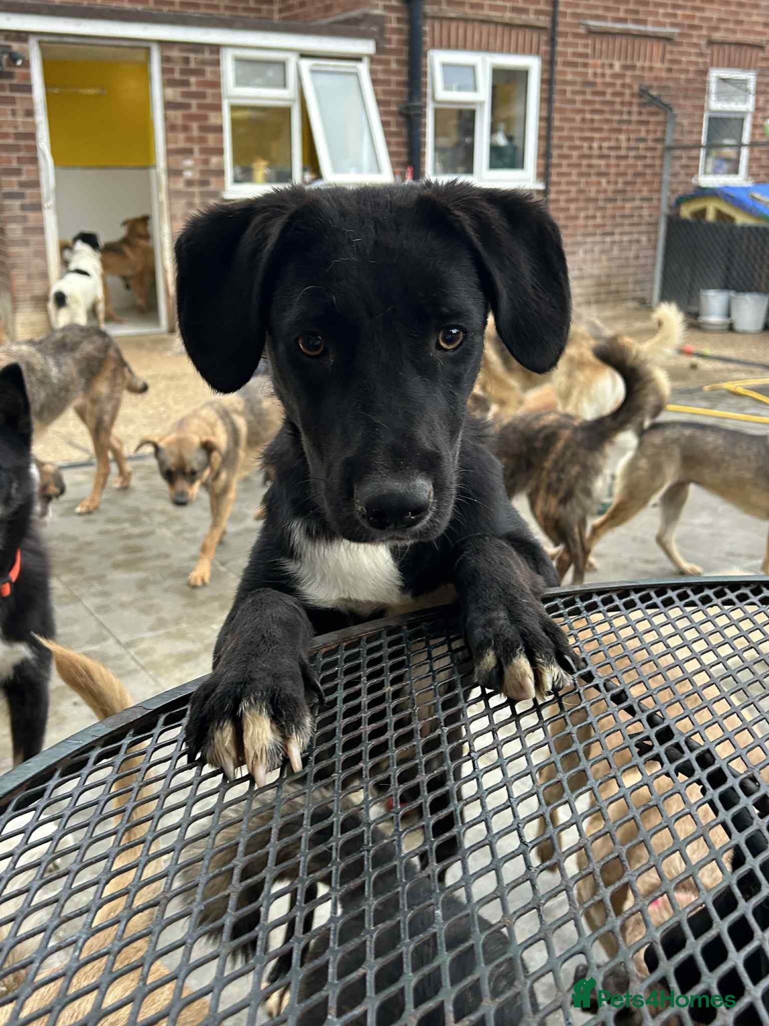 Barney - Norwich norfolk photo 11