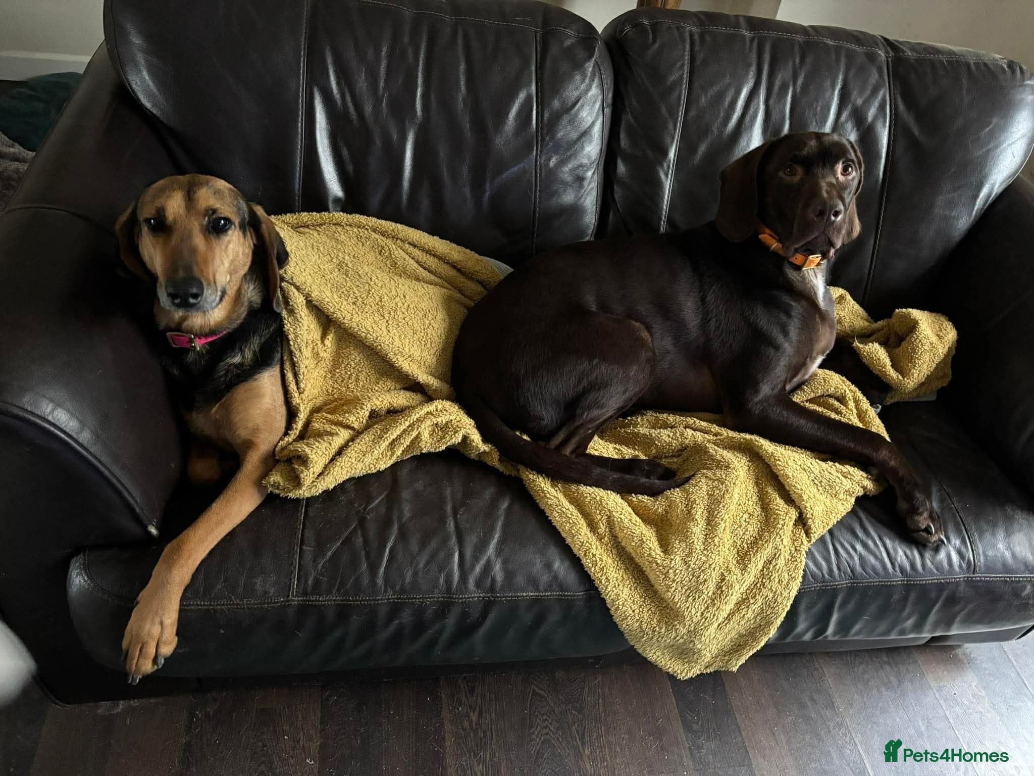 ️ meet wilson photo 13