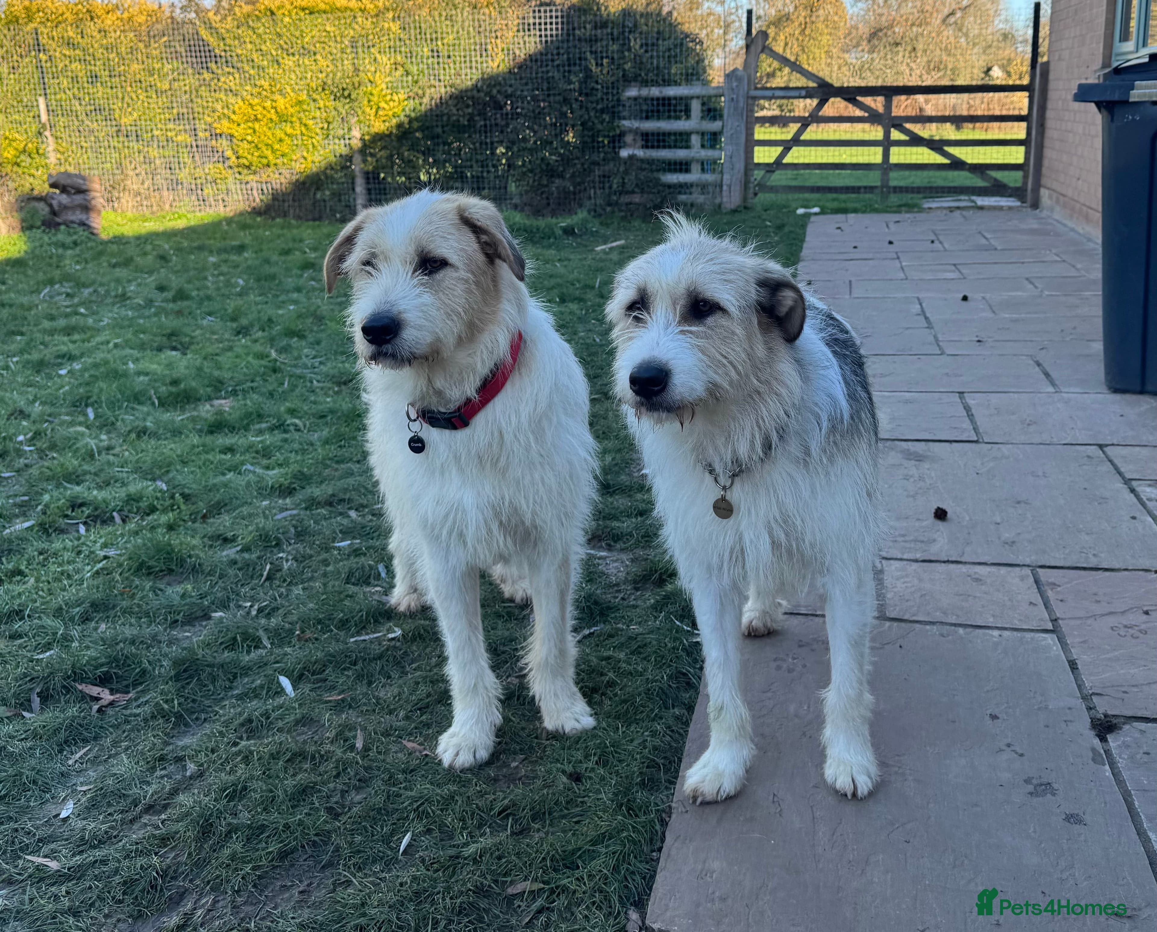 Hershey & Harley π still Waiting photo 10