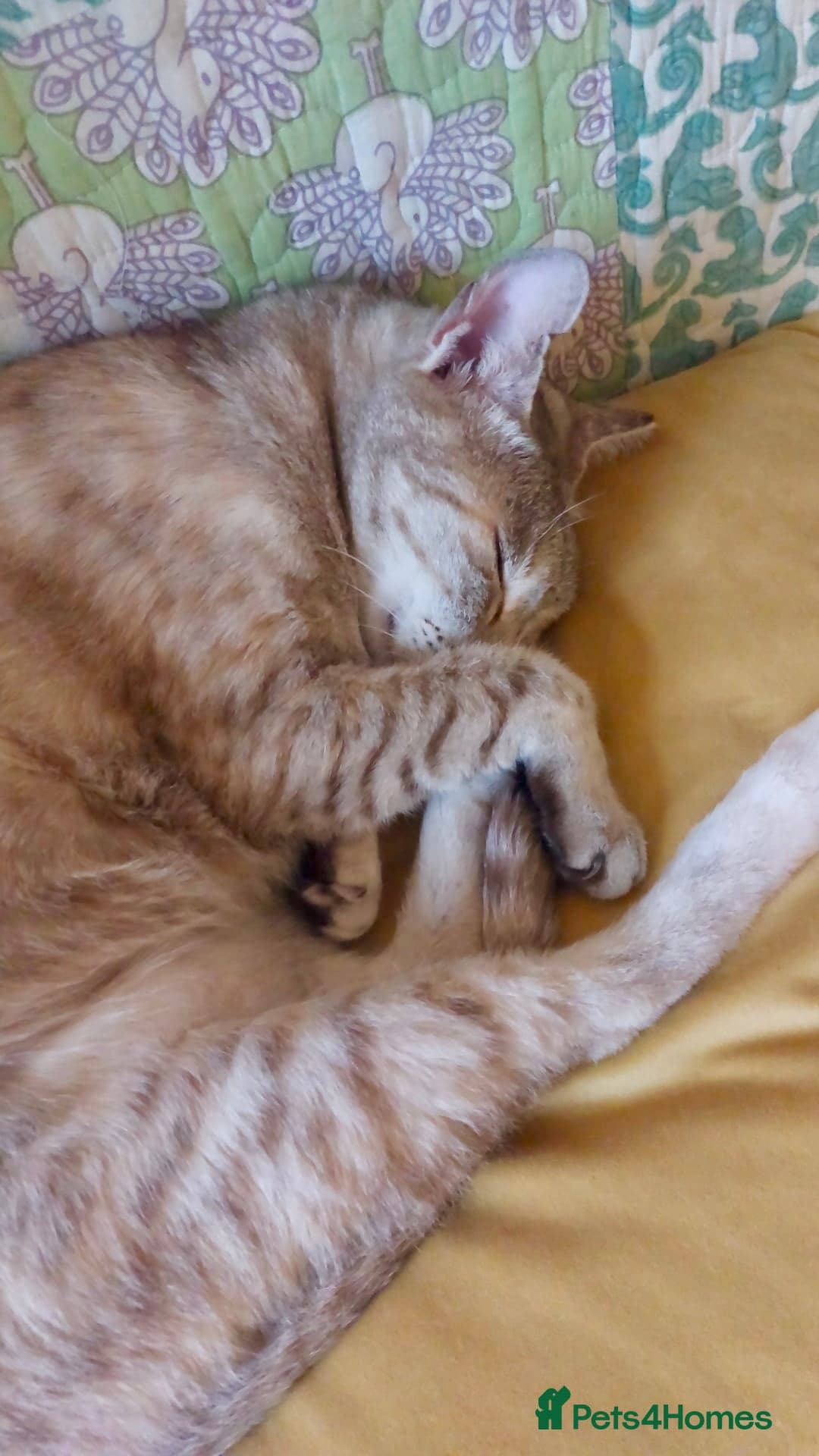 Gentle Senior Indoor Cat photo 4