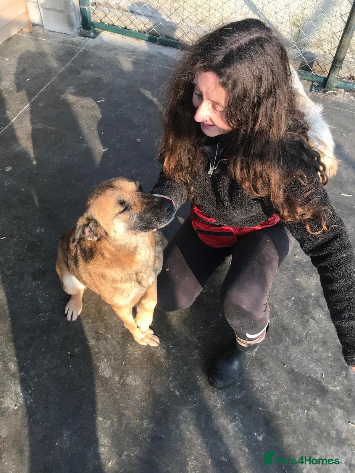 Captain, 10 yrs old. photo 6