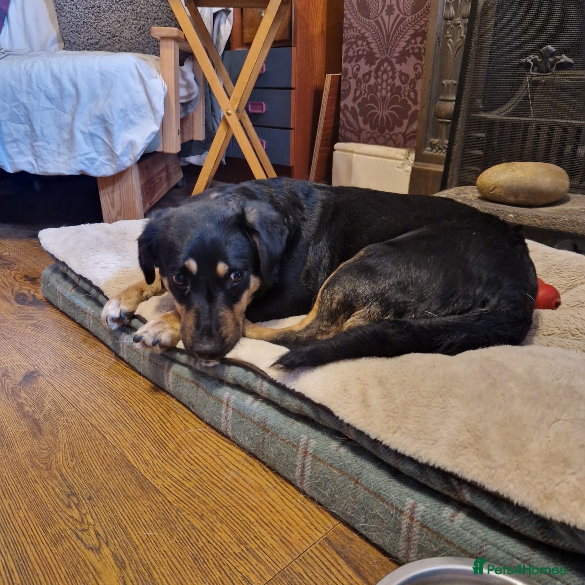 Pammy β Mixed Breed