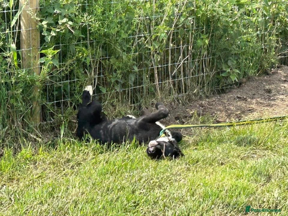 Barney - Norwich norfolk photo 22