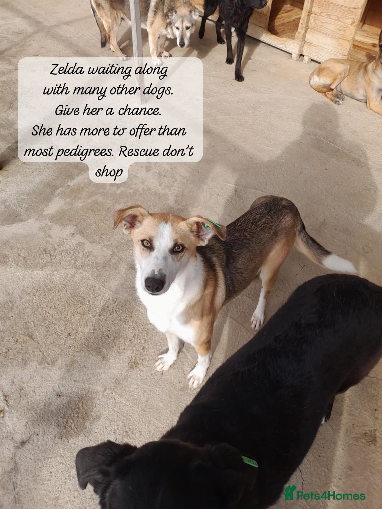 Zelda, 3 yrs old approx. — Mixed Breed