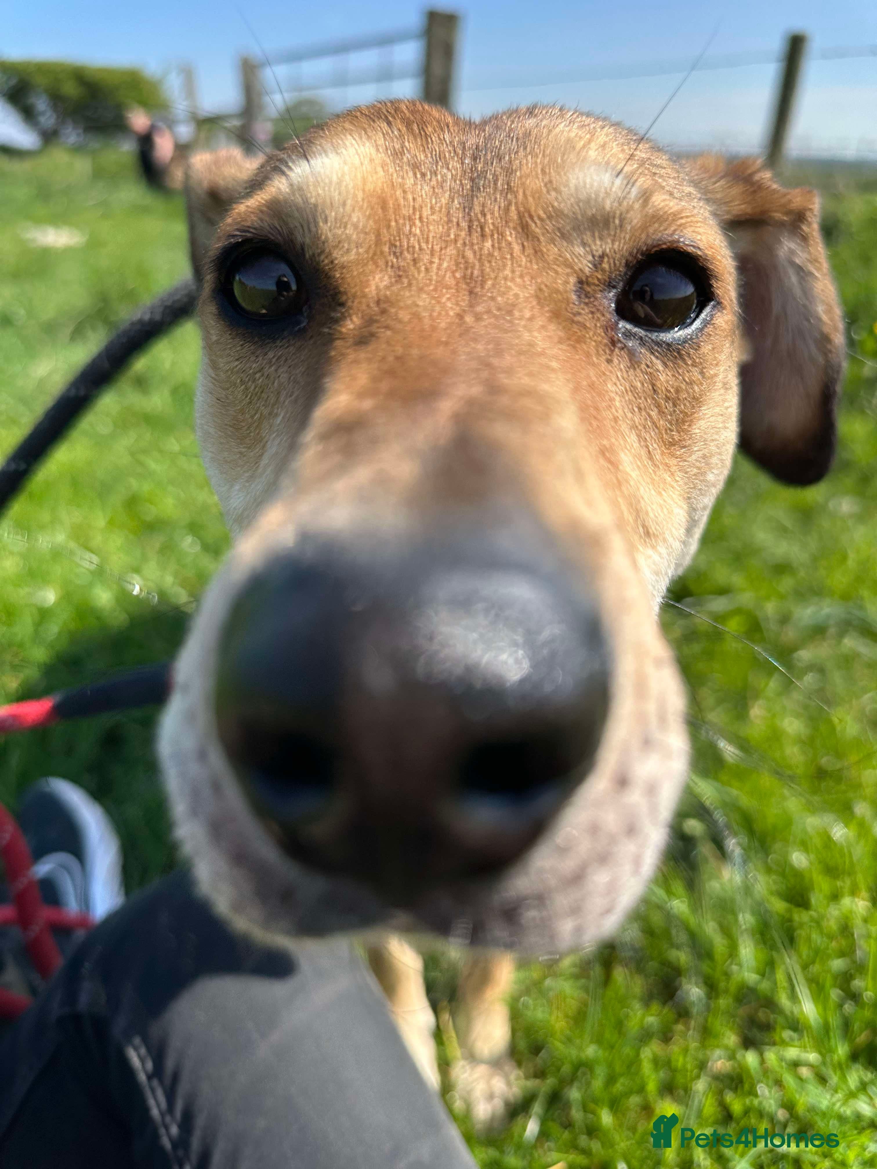 Meet Barney, currently residing in Cheshire photo 18