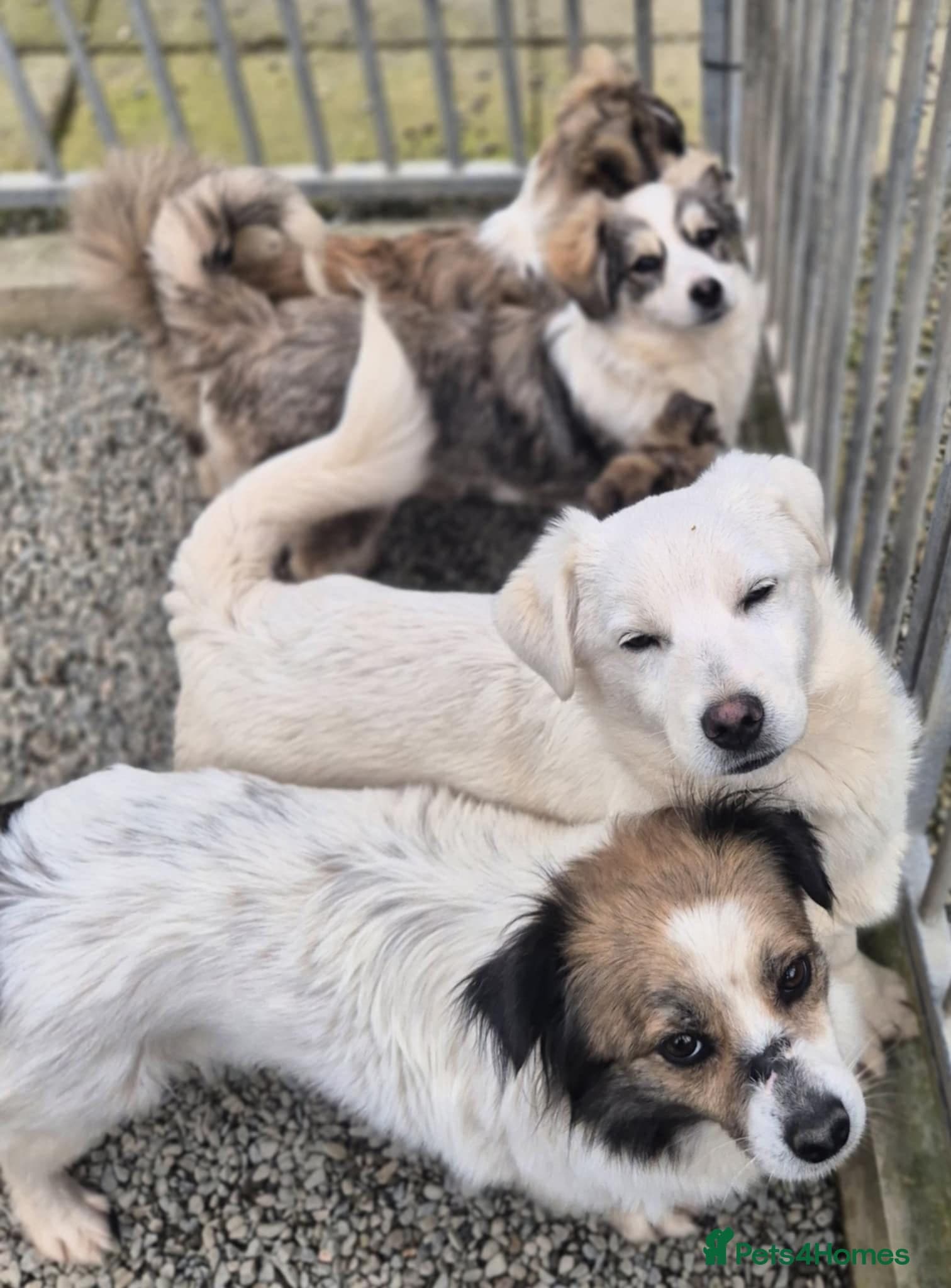 Buddy - In Ayr photo 5