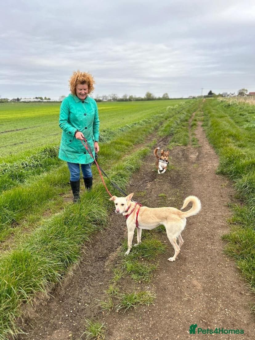 Meet Frankie, currently residing in Peterborough photo 3