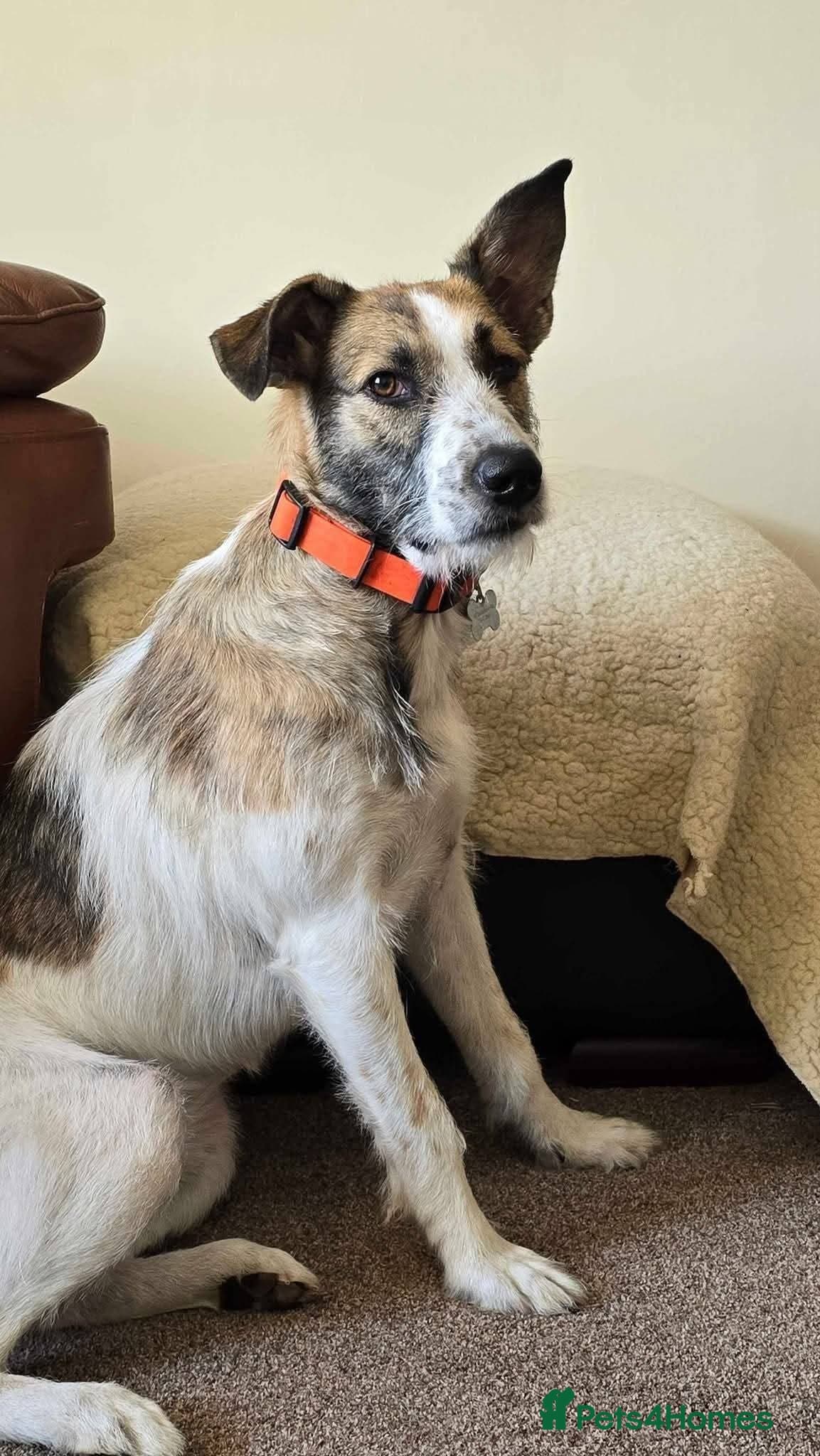 Meet Winnie, currently residing in Wirral photo 3