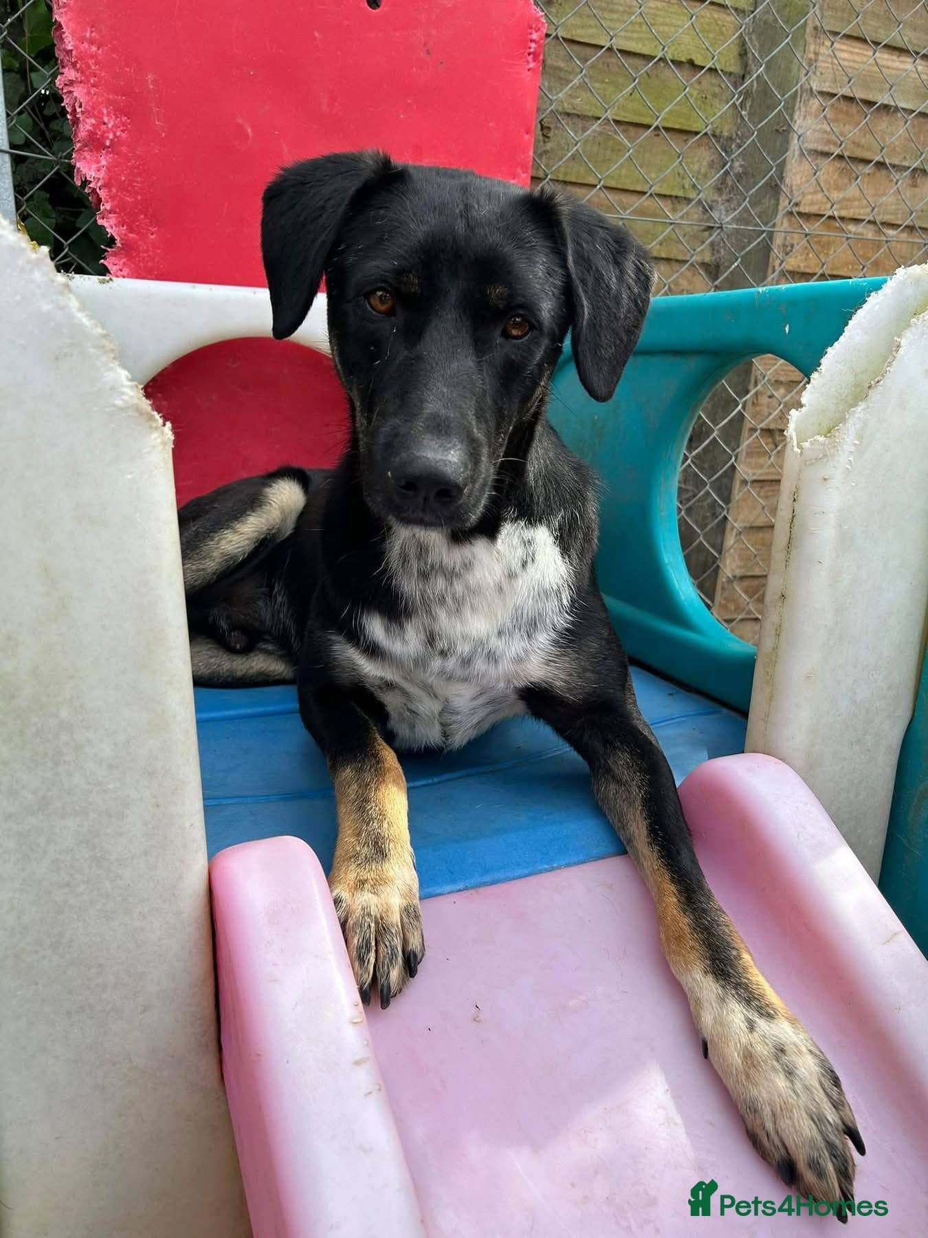 Whiskey. Norwich Norfolk photo 5