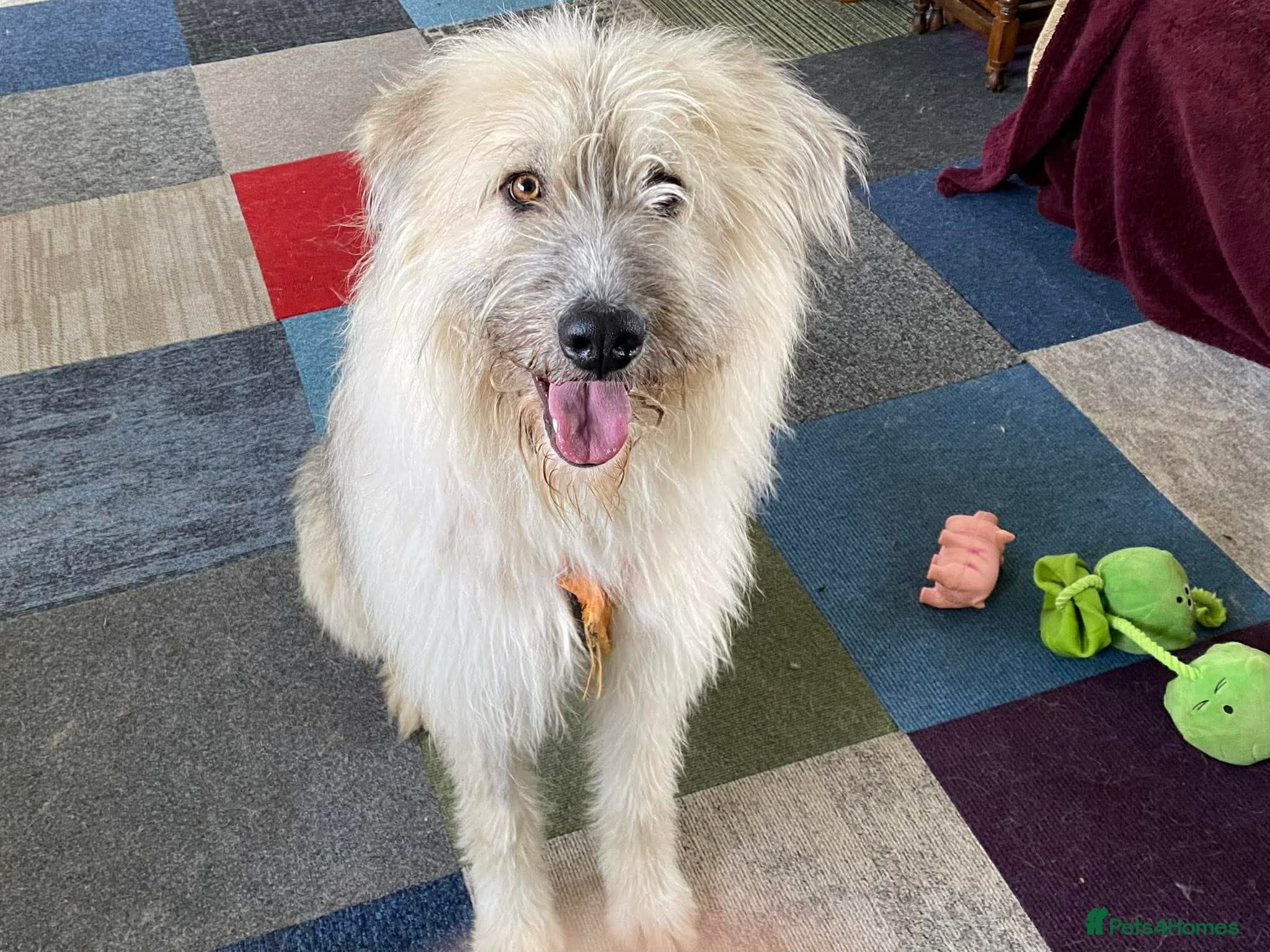 Molly - reserved β Mixed Breed