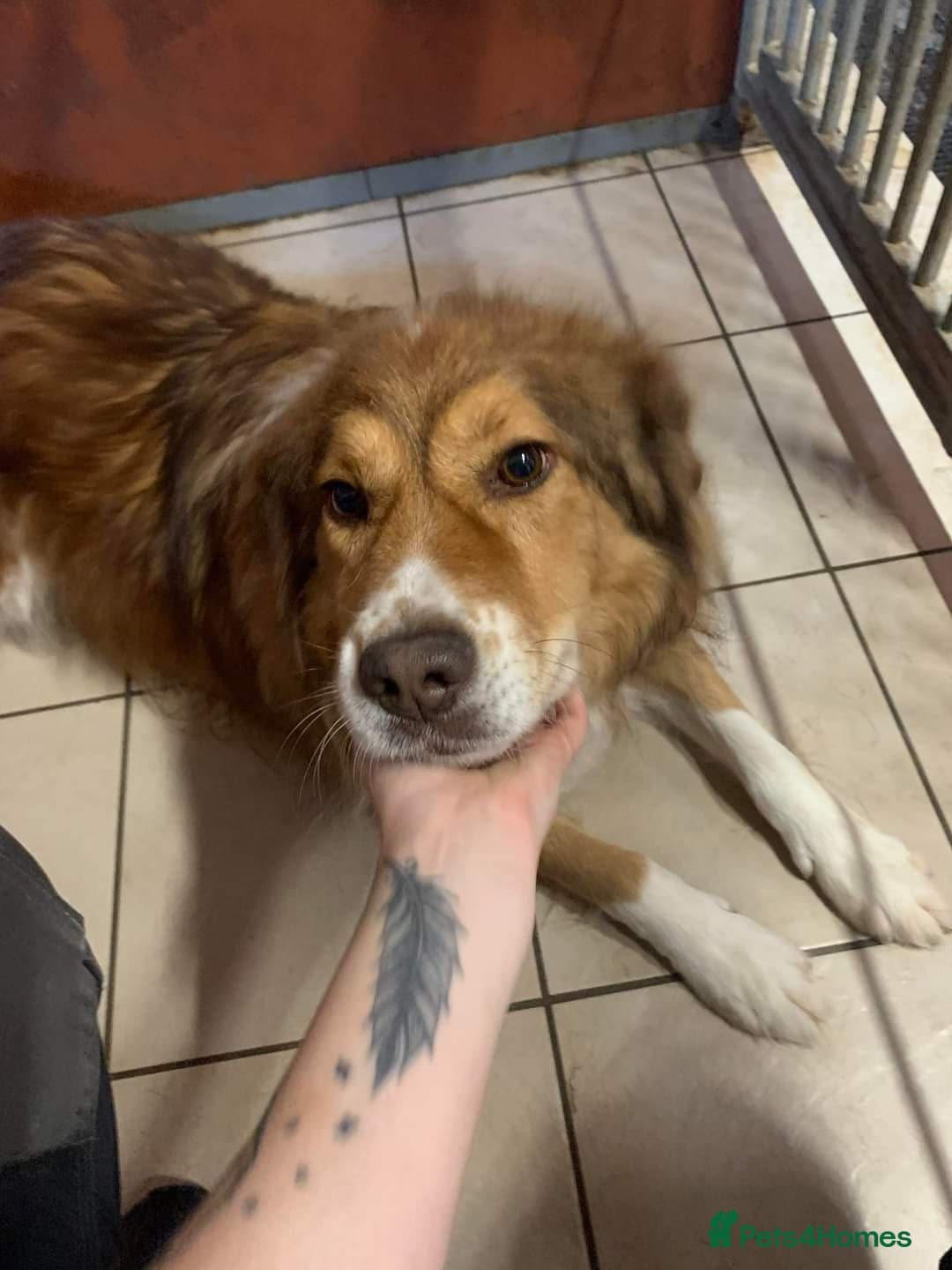 Meet Pongo, currently residing in Cheshire photo 23