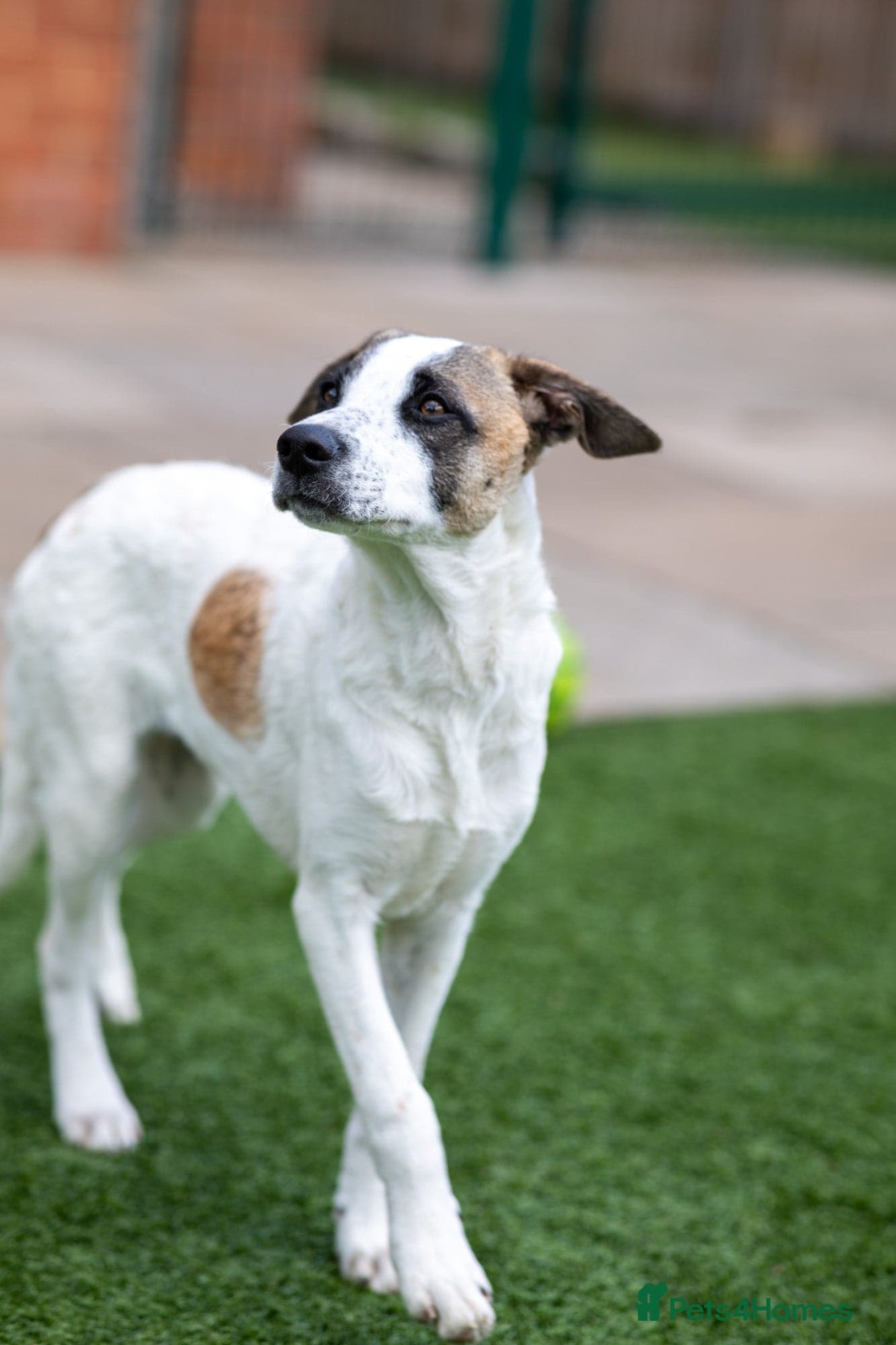 Petit Poppy photo 13