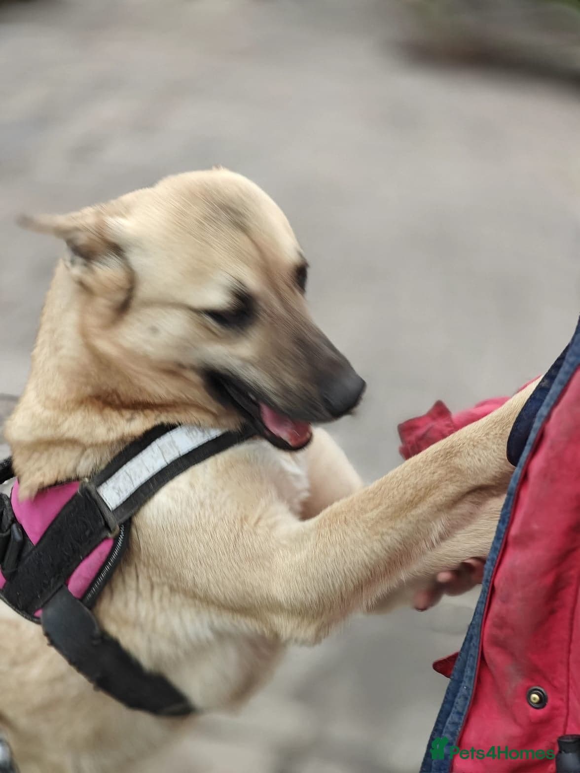 ๏ธ๐ถ stacy photo 13