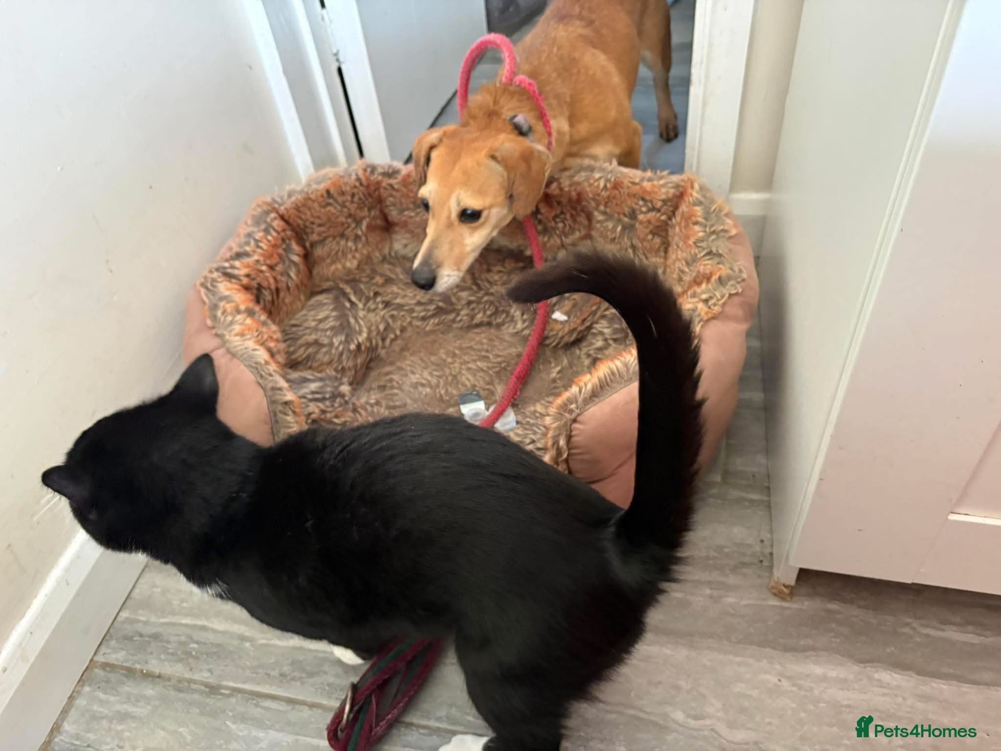 Mavis - Norwich Norfolk photo 17