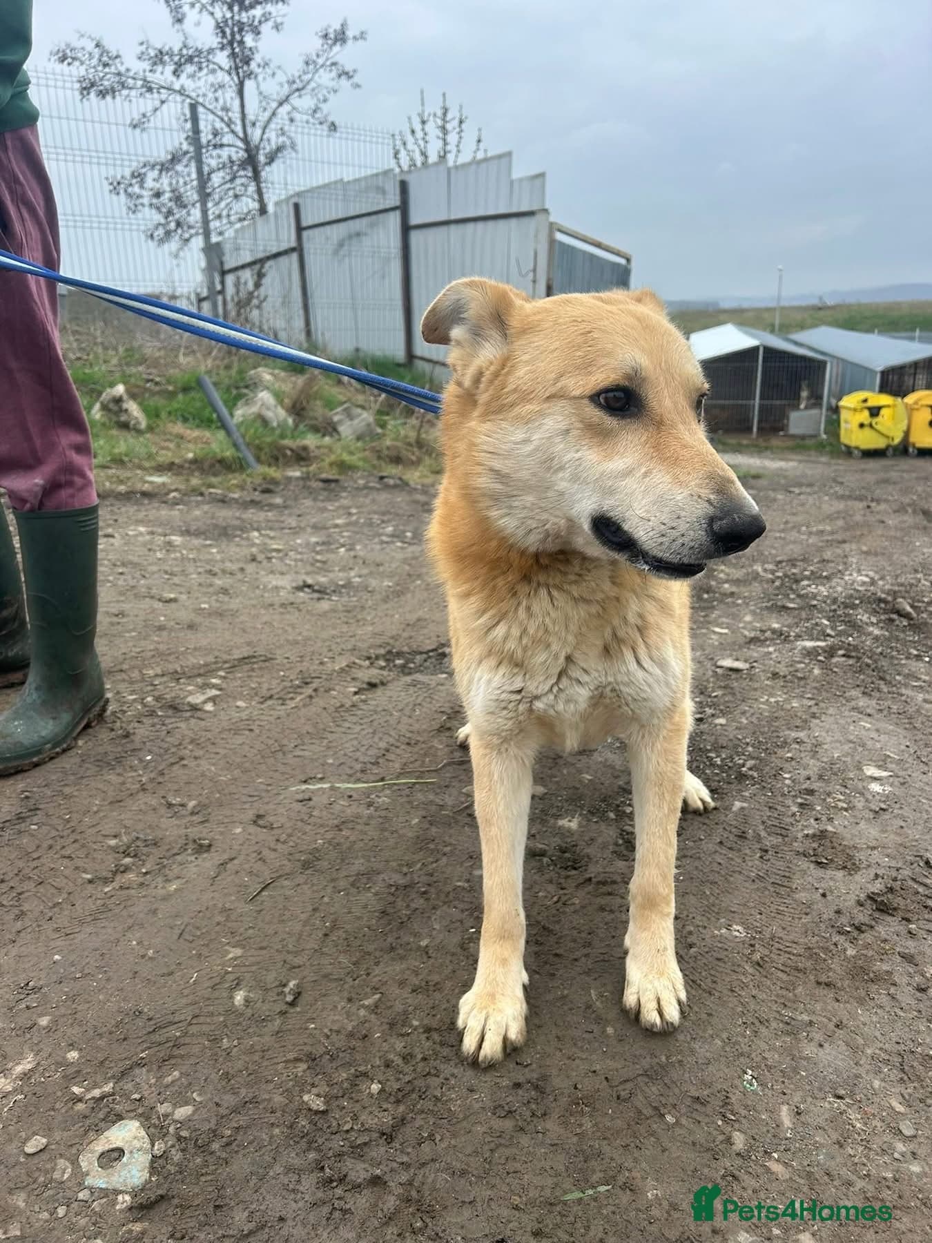 Tanner - Norwich Norfolk photo 9