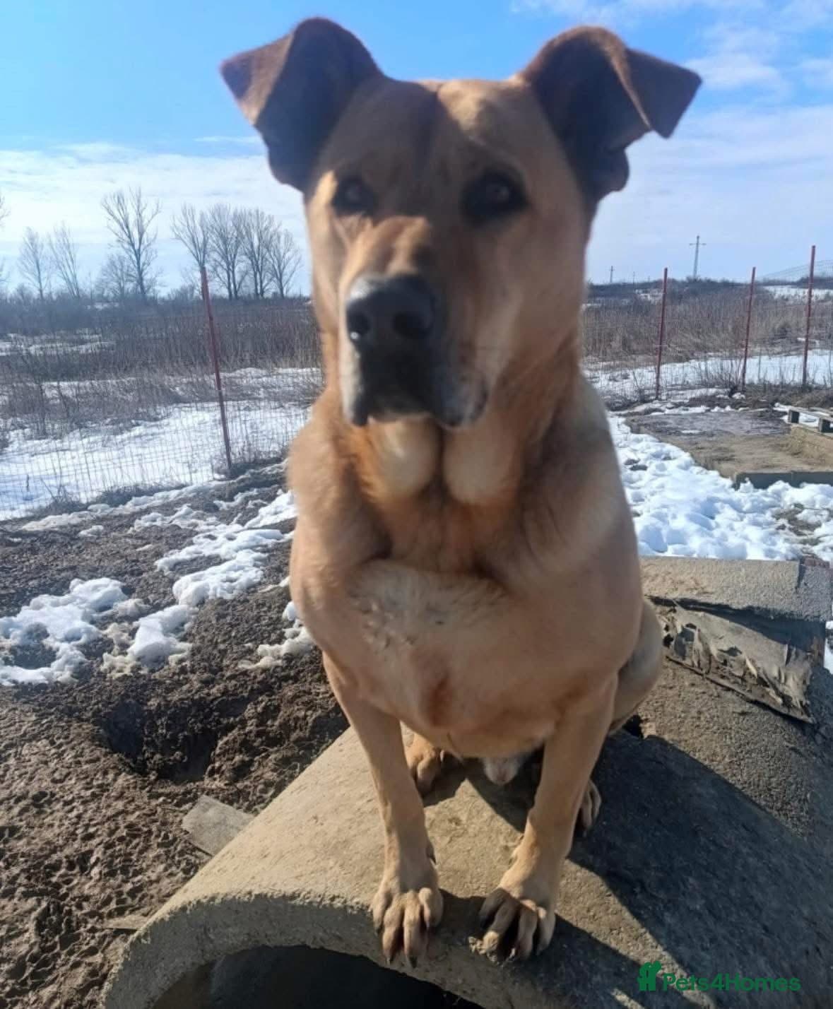 Thor - Dereham Norfolk photo 12