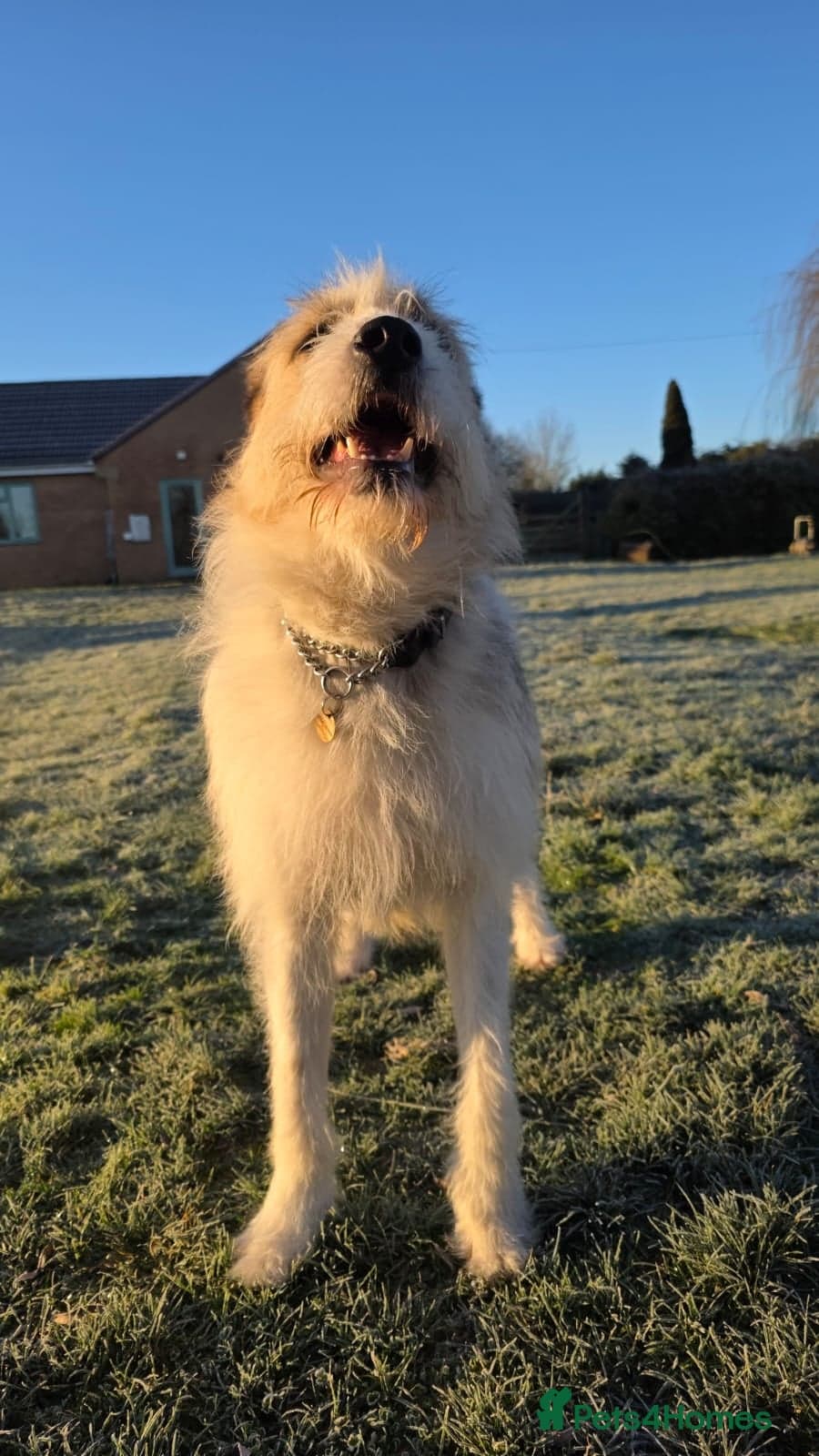 Hershey & Harley π still Waiting photo 14